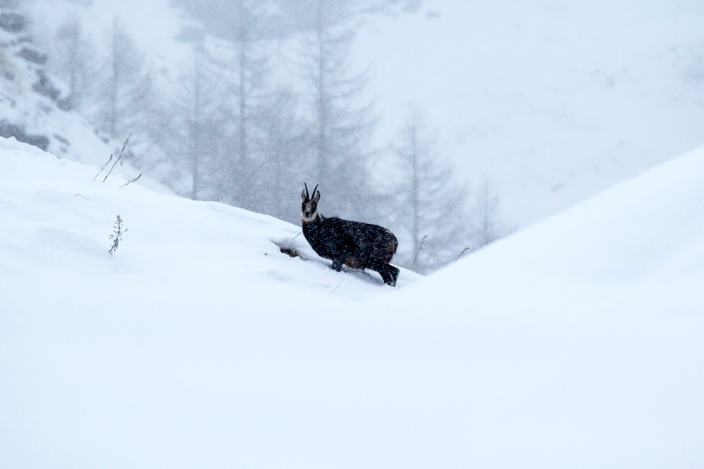 Chamois in the snow