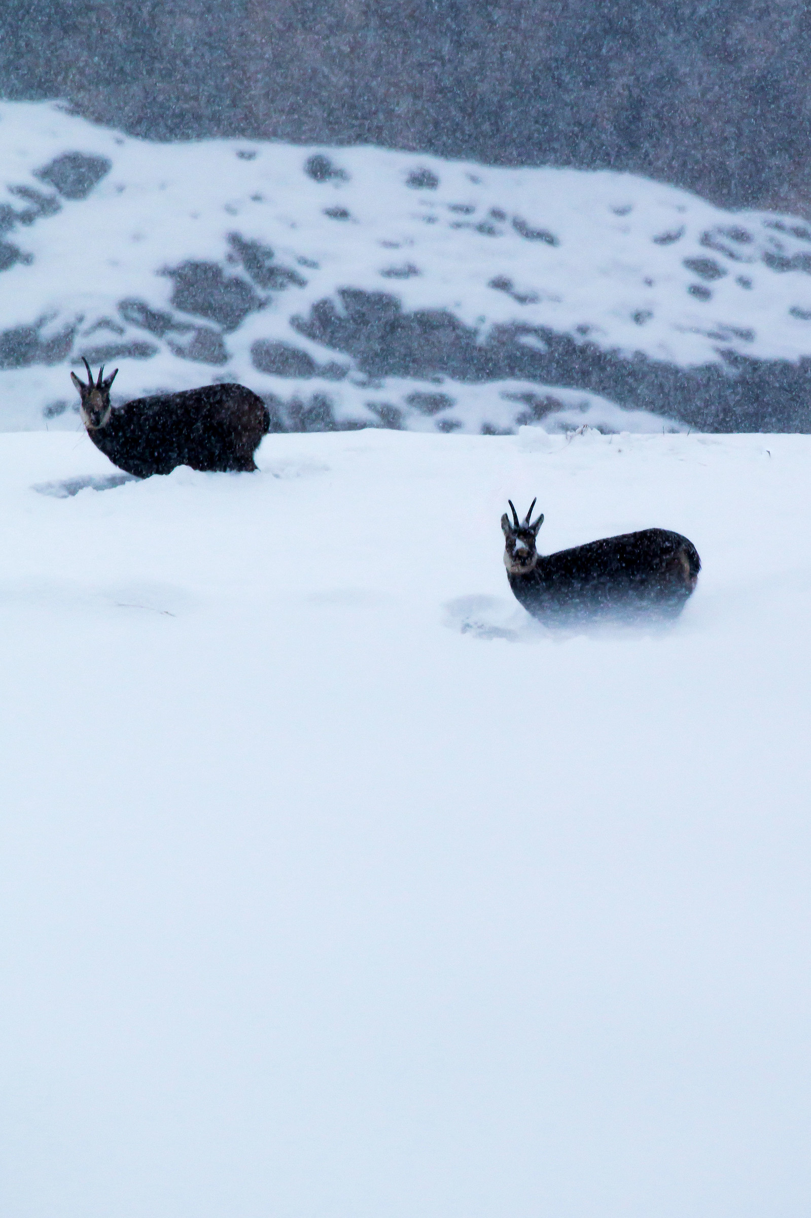camoscio sotto la neve 2