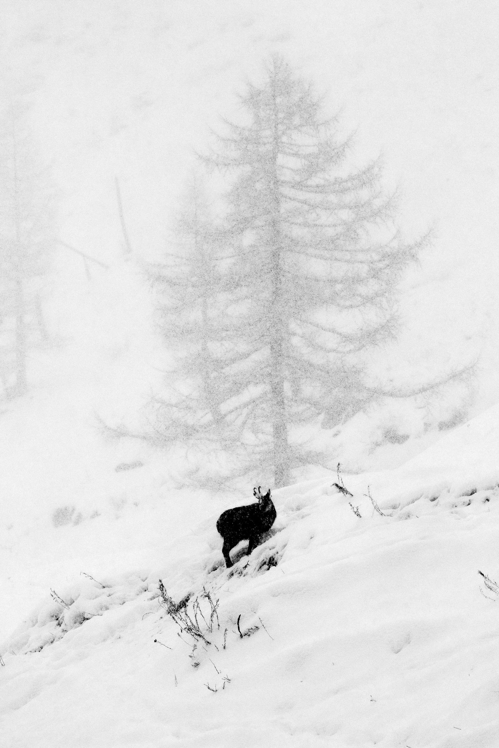 suede under the snow 3