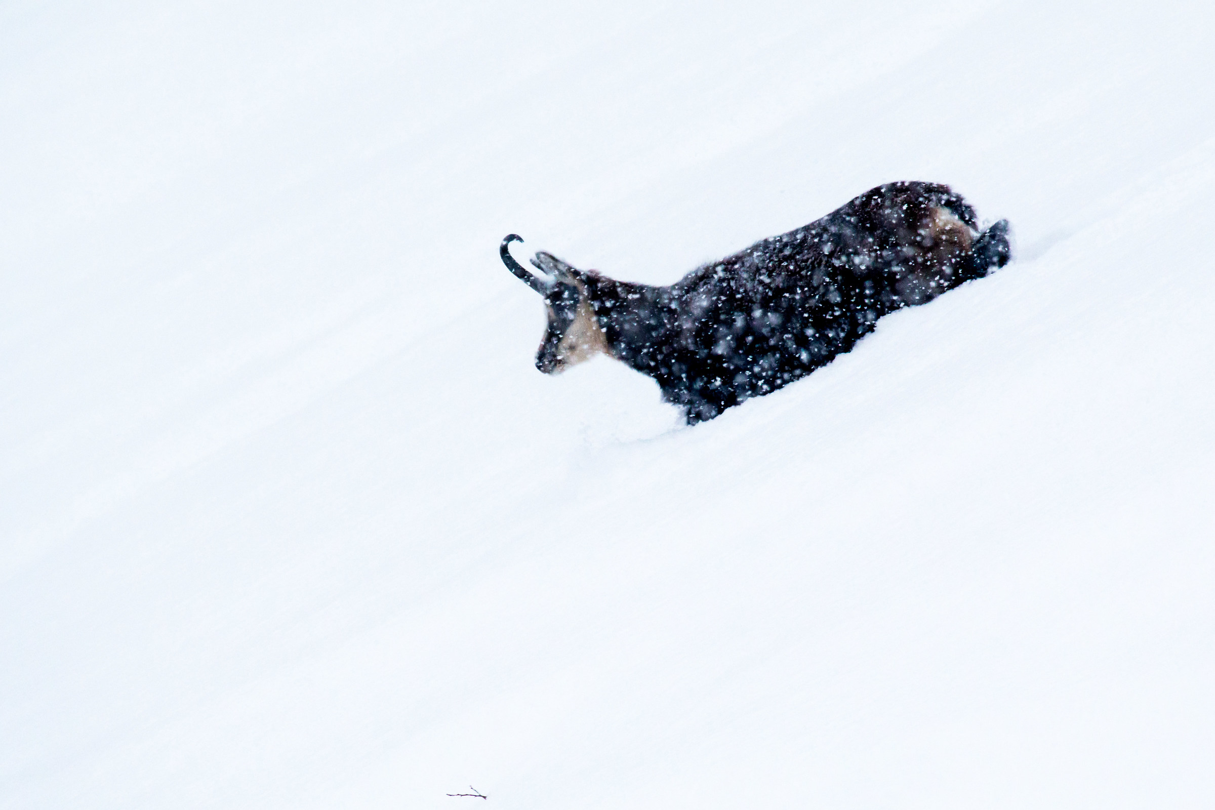 camoscio sotto la neve4