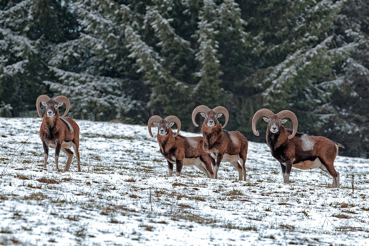 mouflon