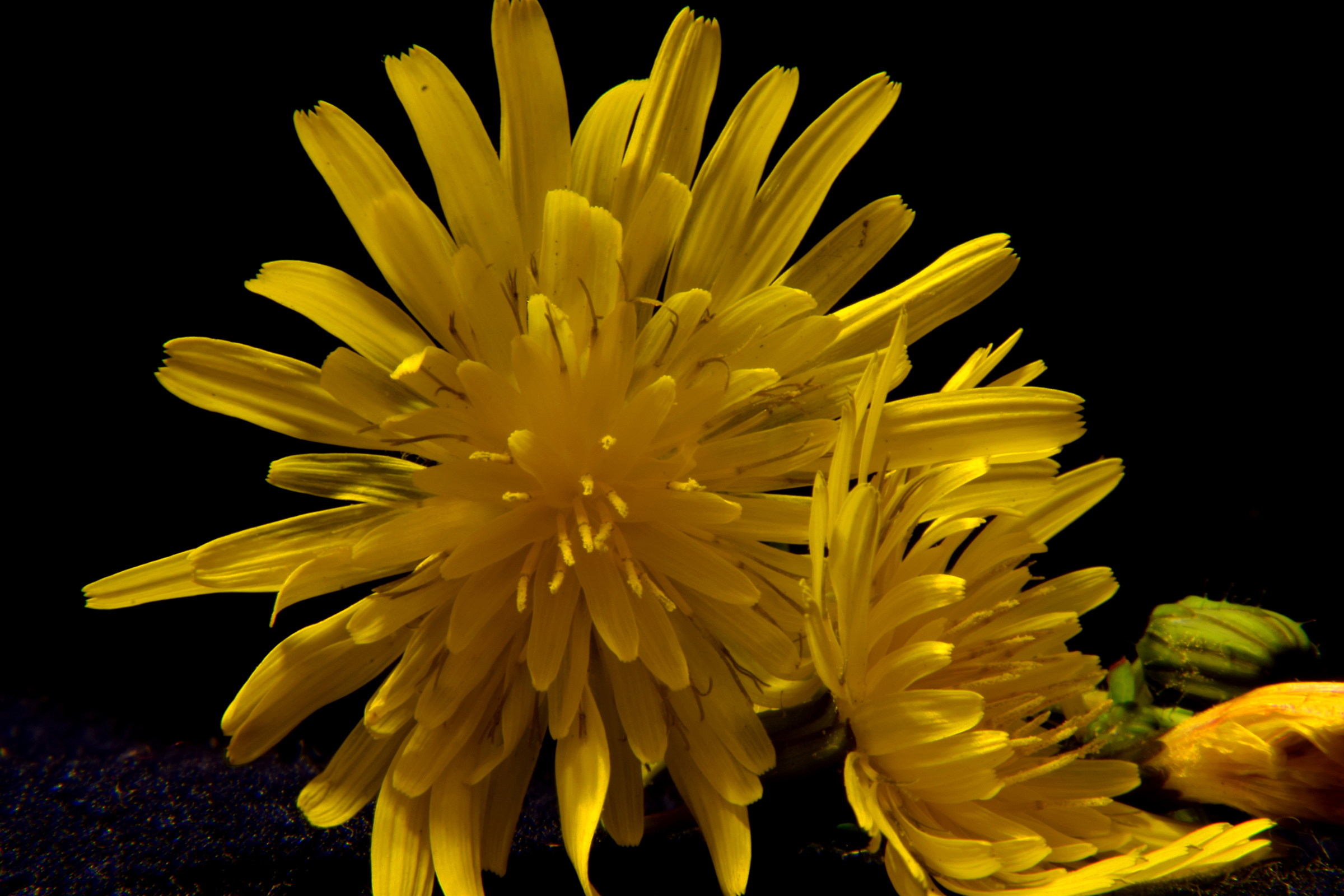 Un'esplosione di giallo