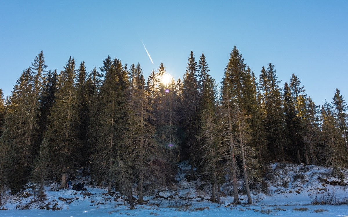 The sun meets the forest