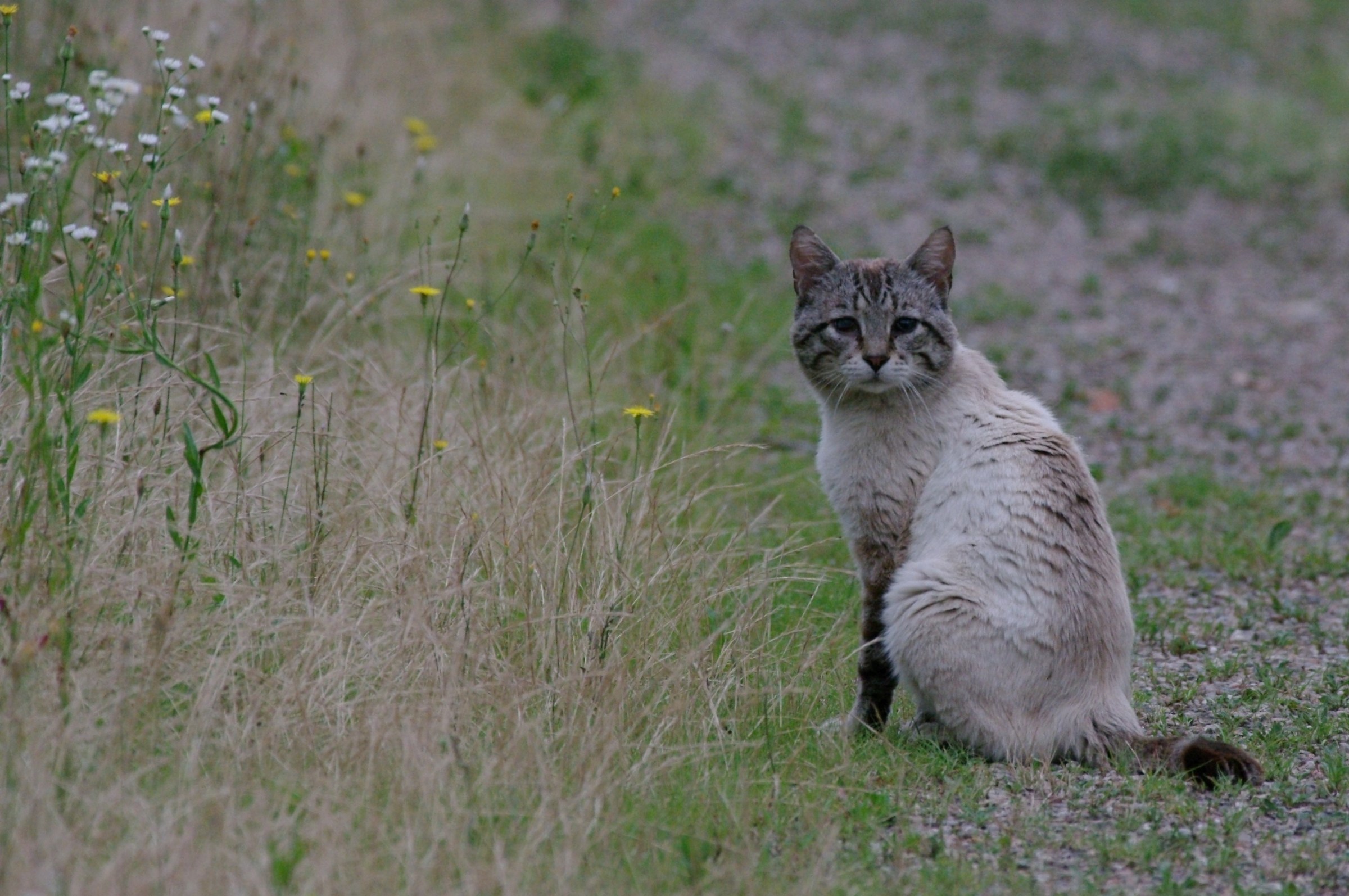 Gatto Bianco e grigio