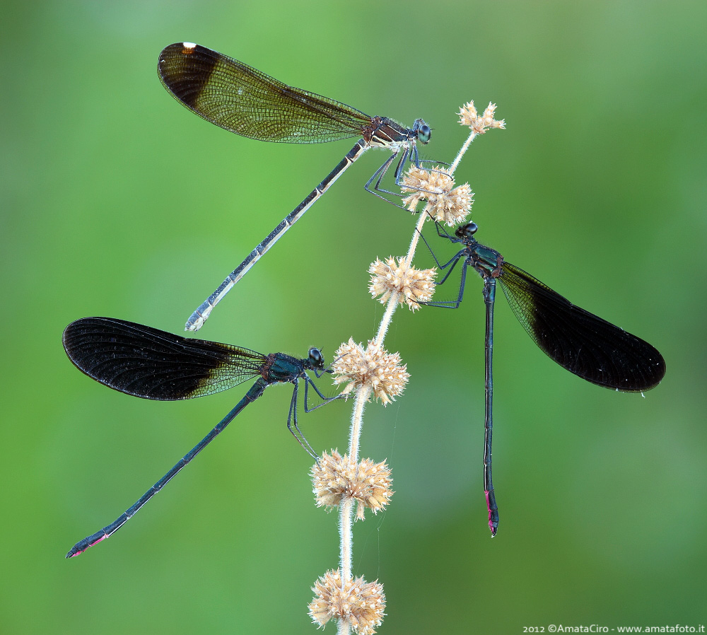 Calopteryx haemorrhoidalis (Vander Linden, 1825)