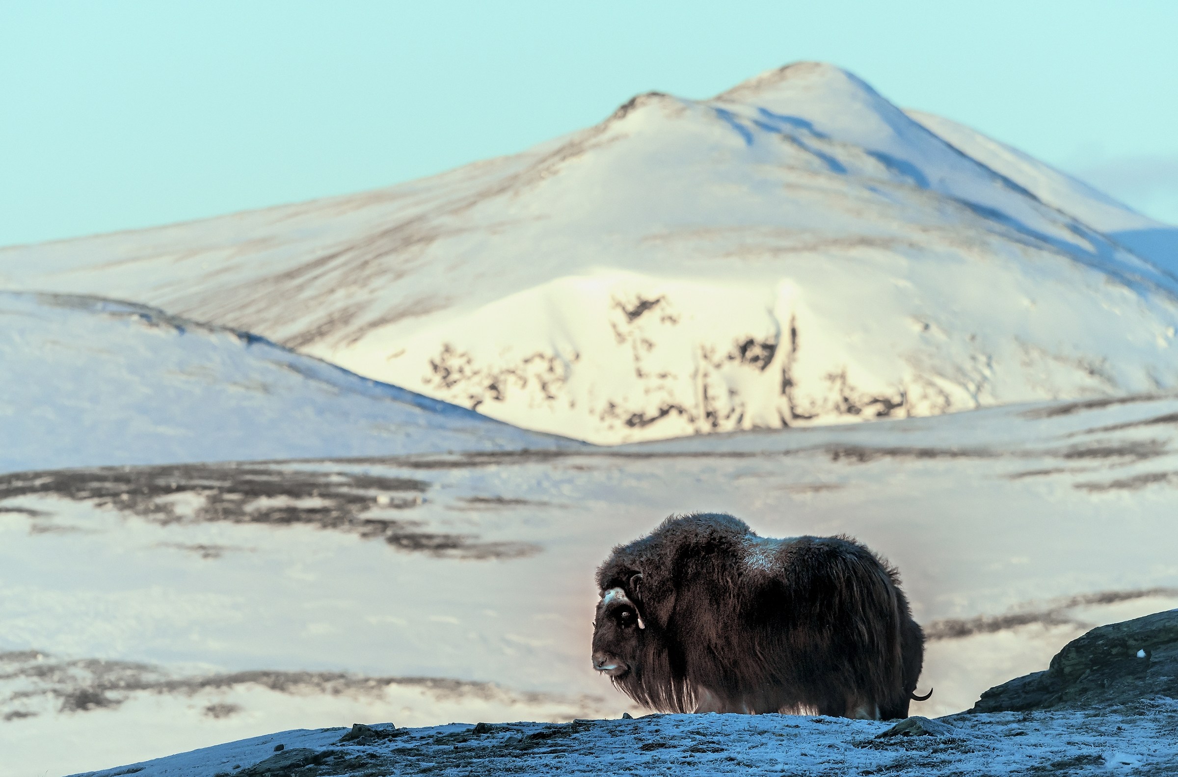 Parco di Dovrefjell 2017 - All'Alba