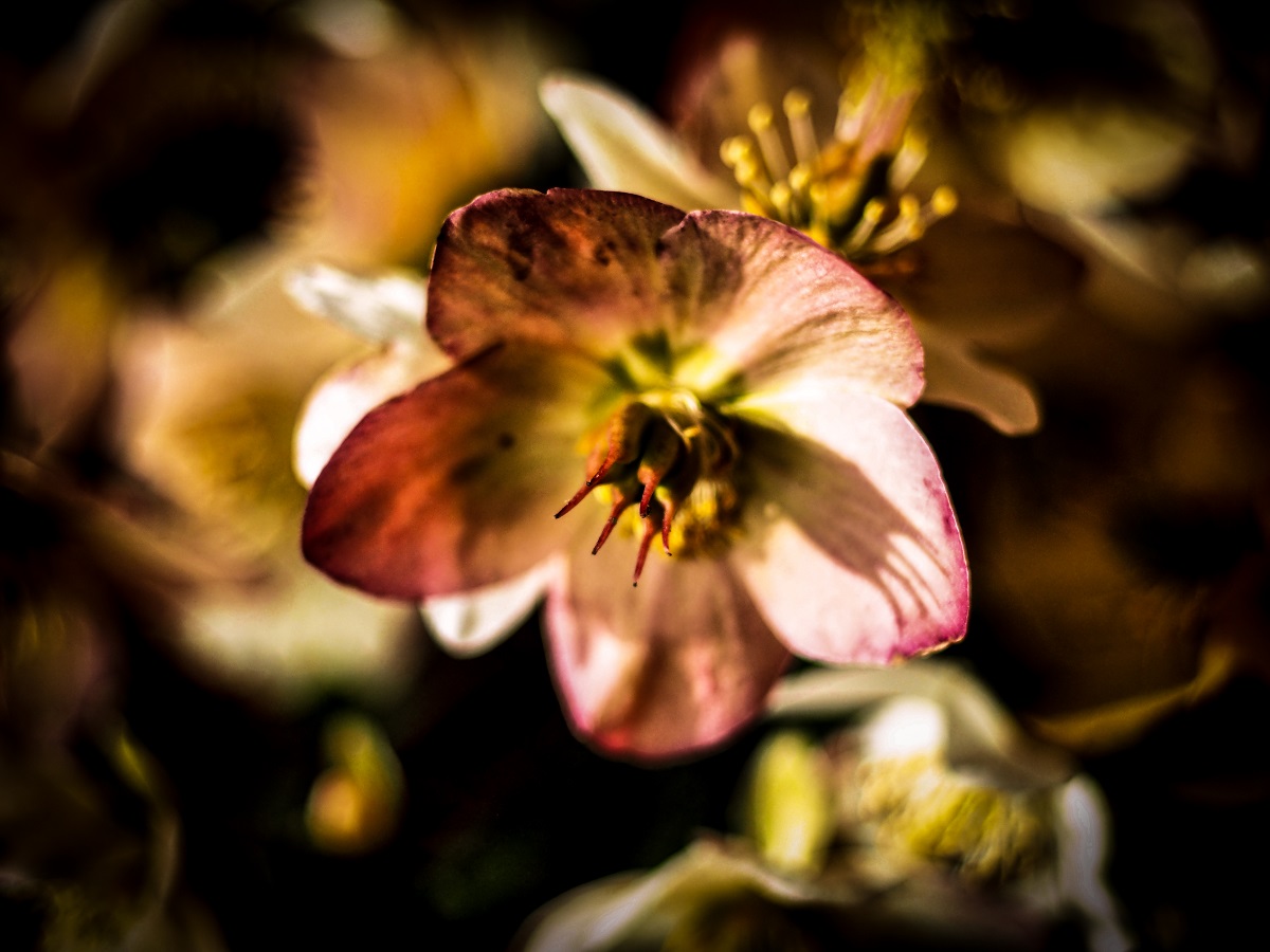 Helleborus-the poinsettia