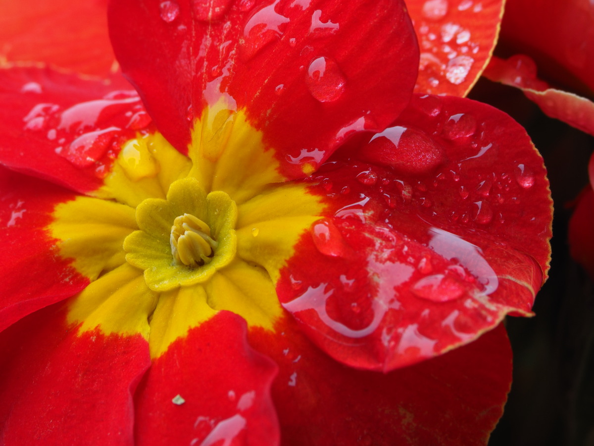 La Ferrari delle primule