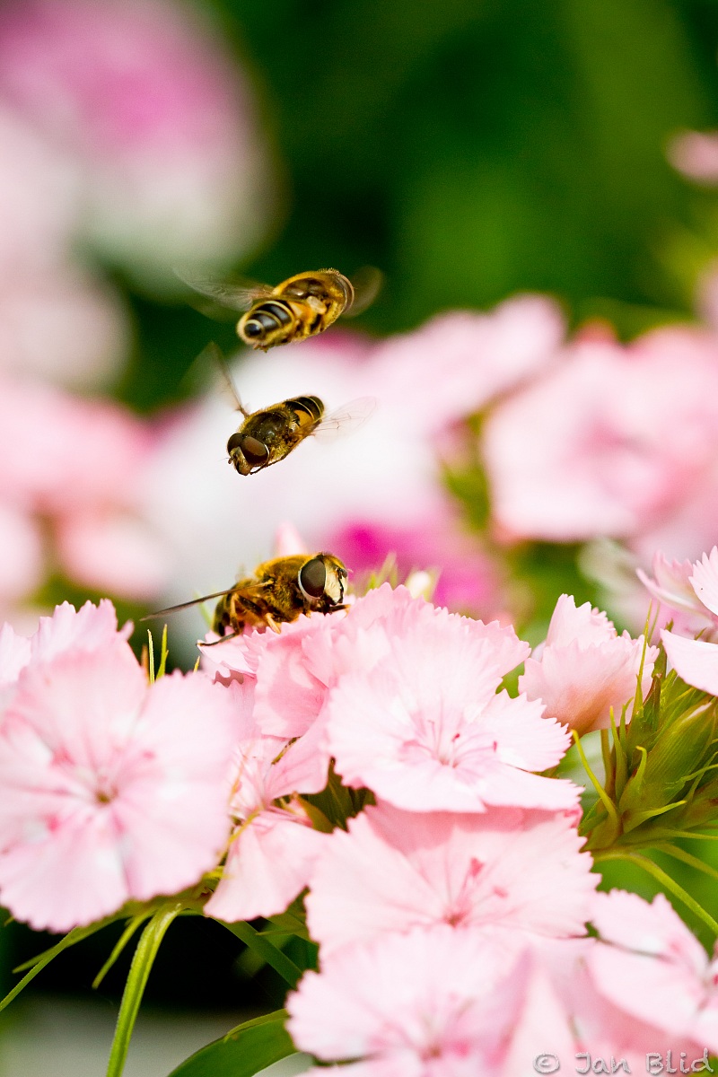 Intersezione Insetto