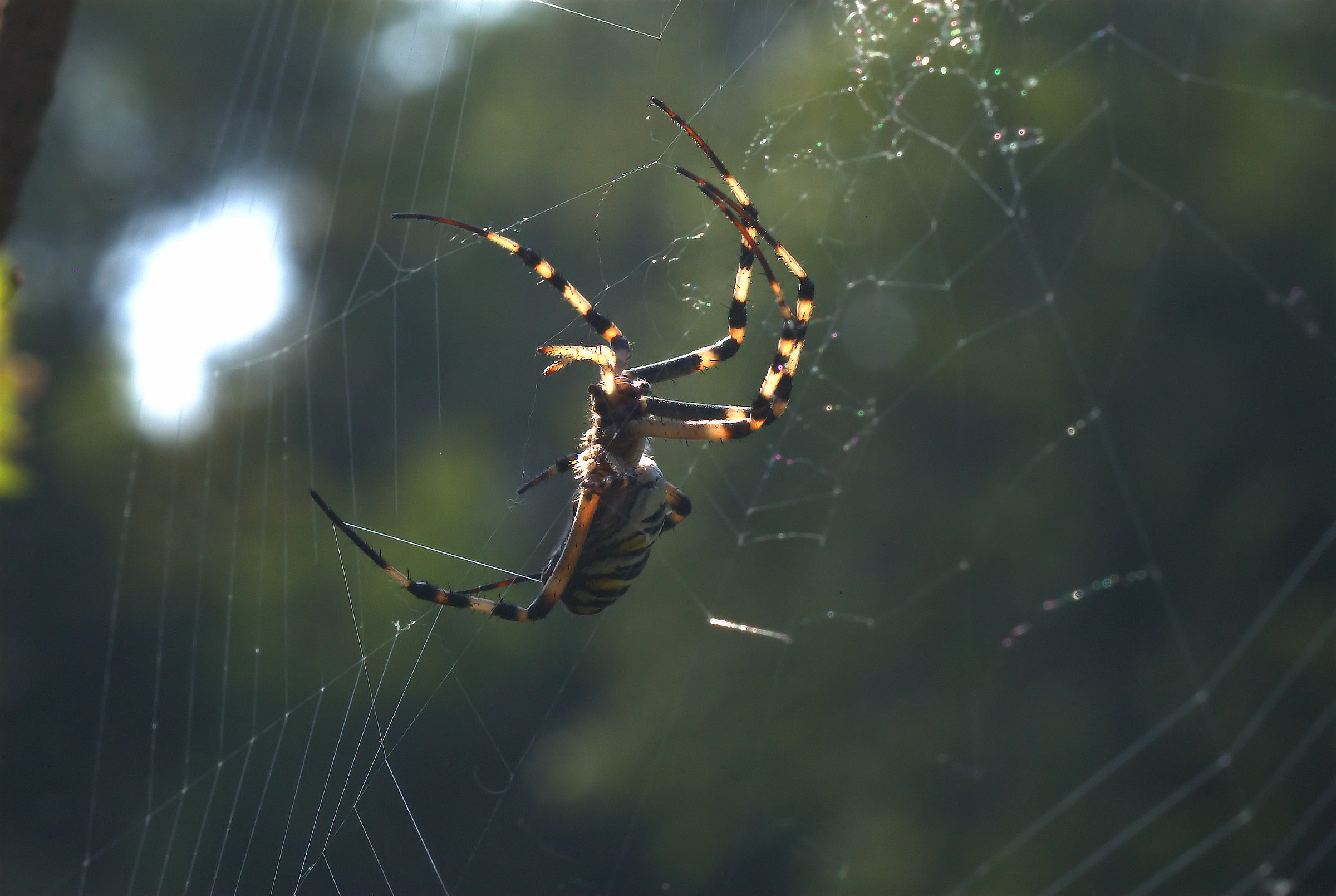 Argiope bruennichi