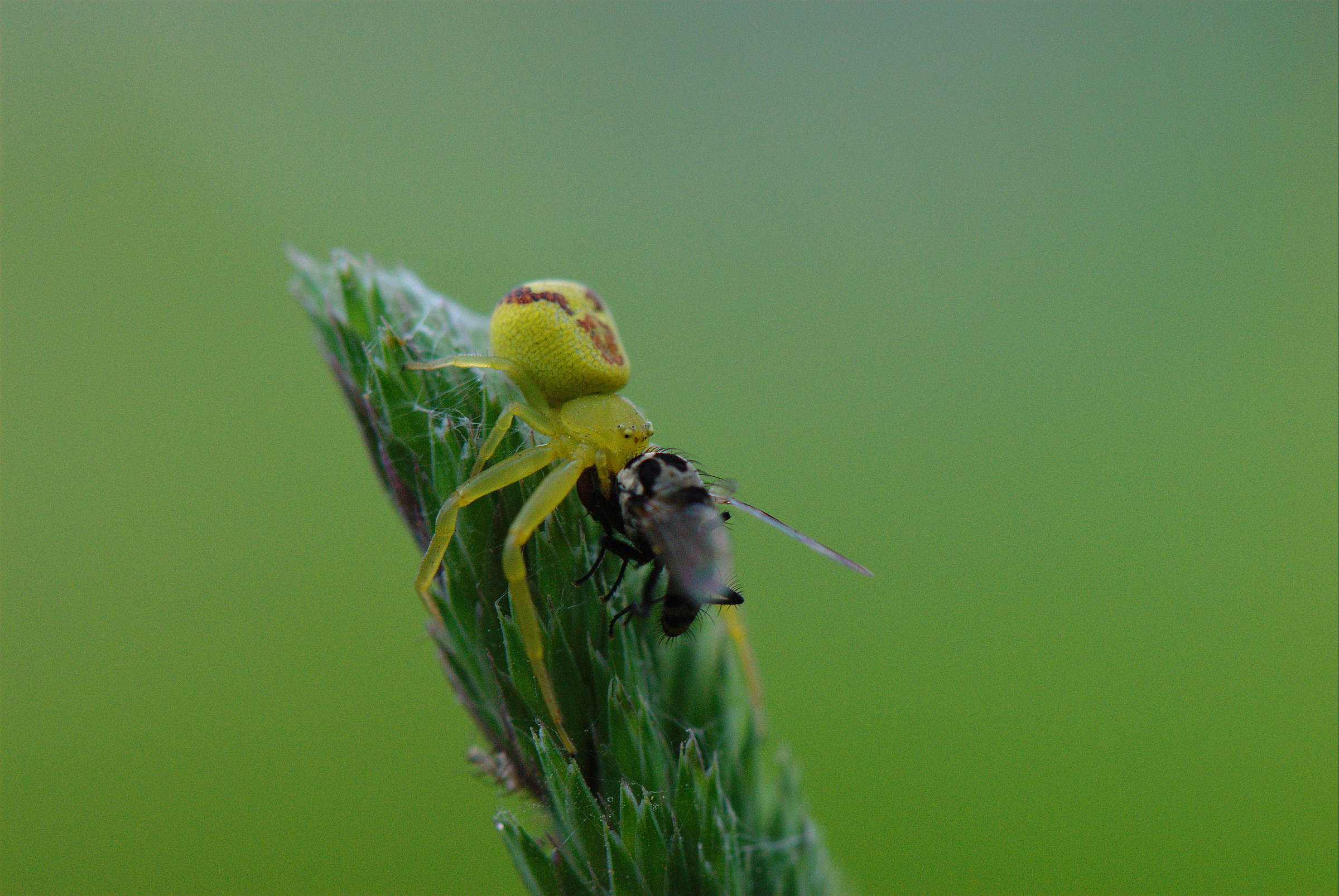 crab spider