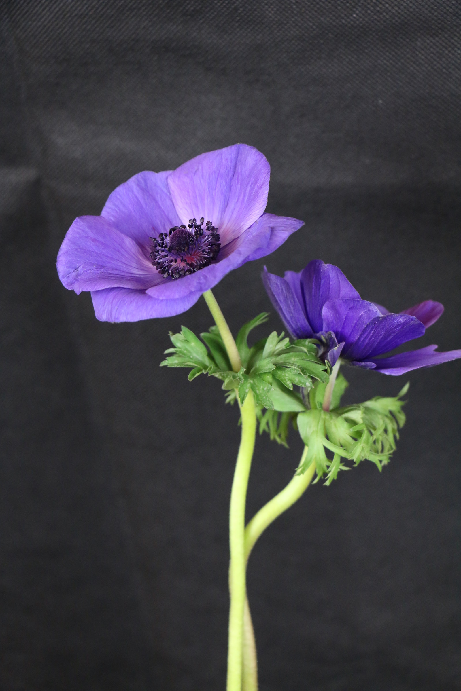 authoritarian character flower, soon