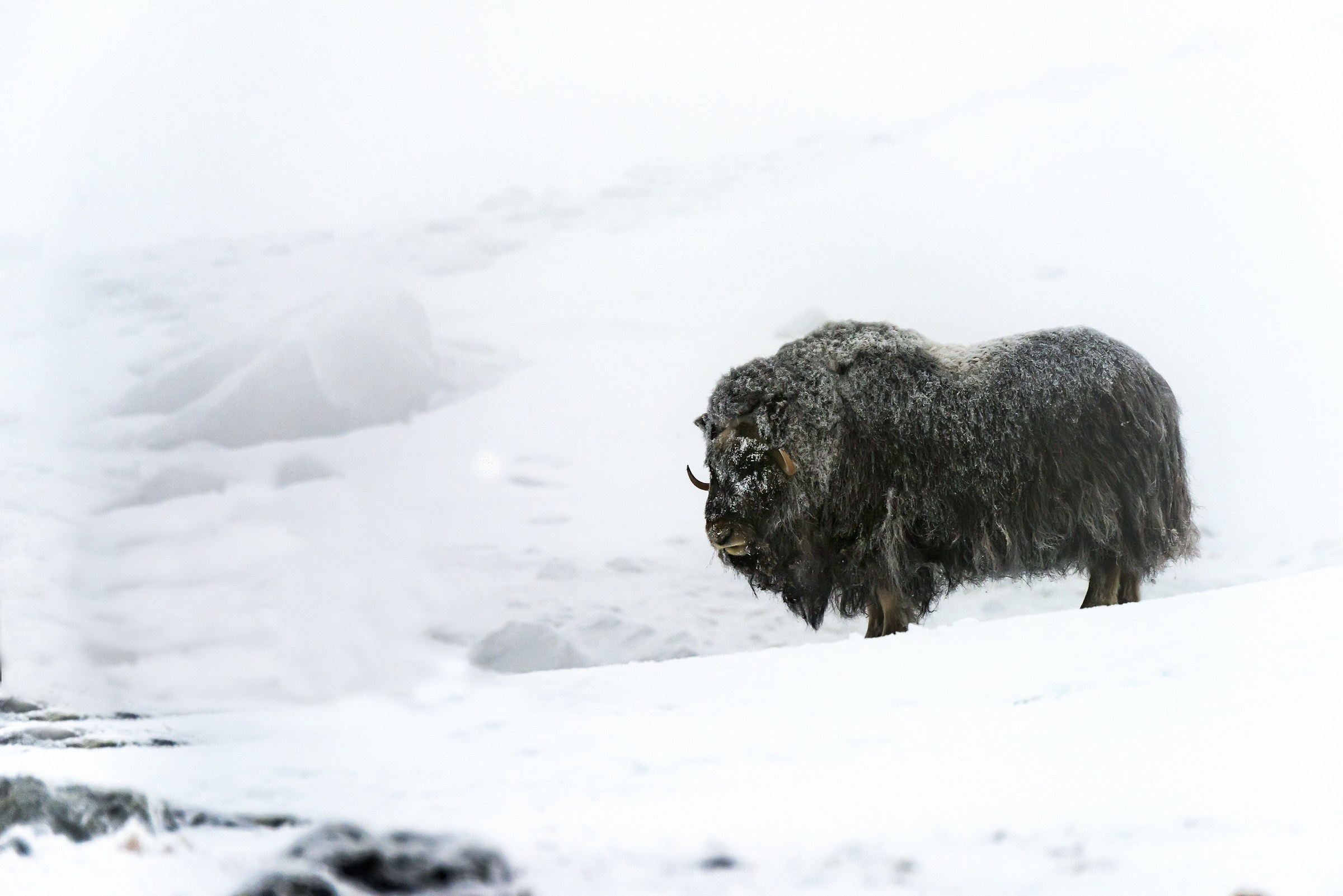 Parco di Dovrefjell 2017 - Musk ox