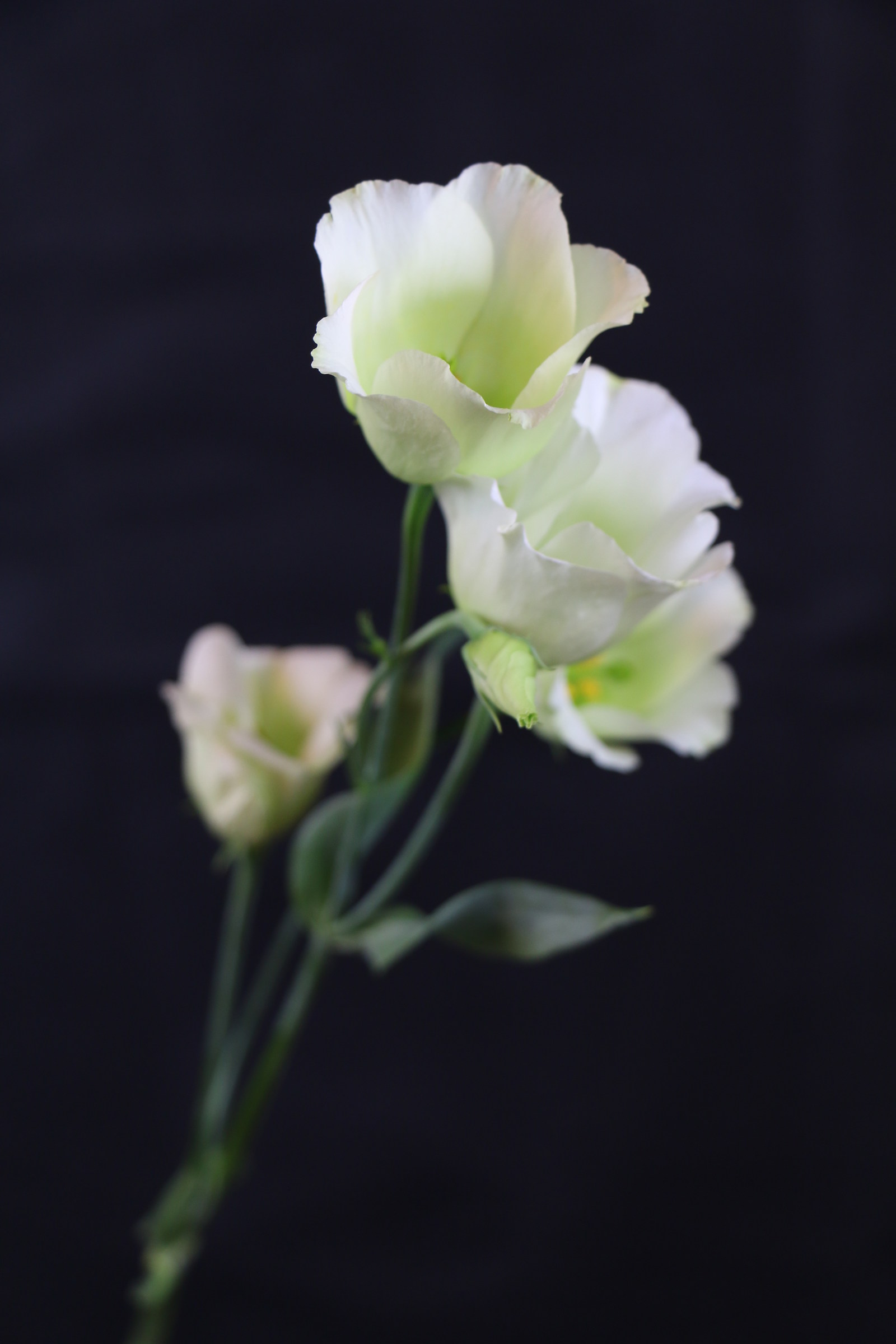 Vedi e non vedi...delicata...voluta cosi'