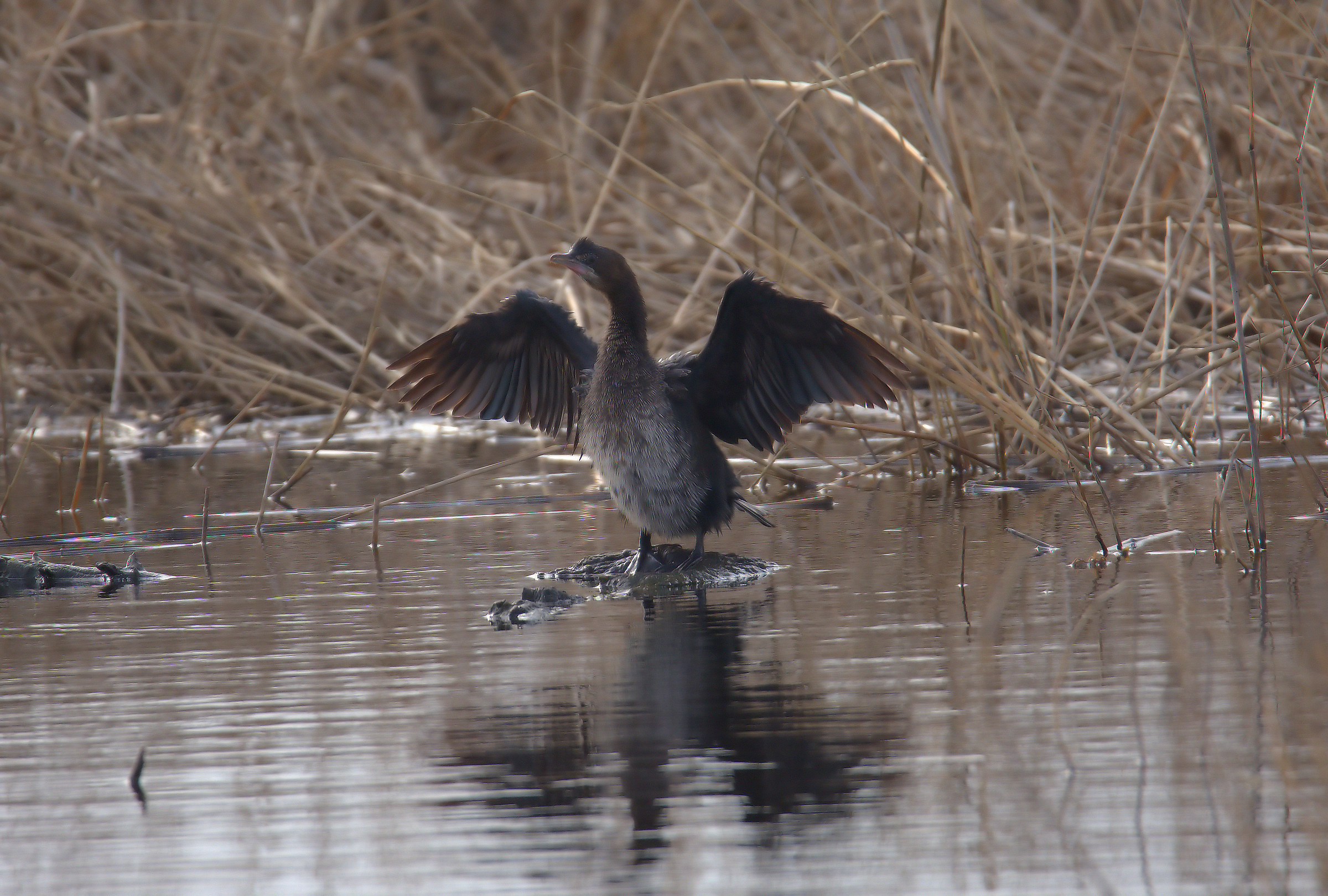 pygmy cormorant