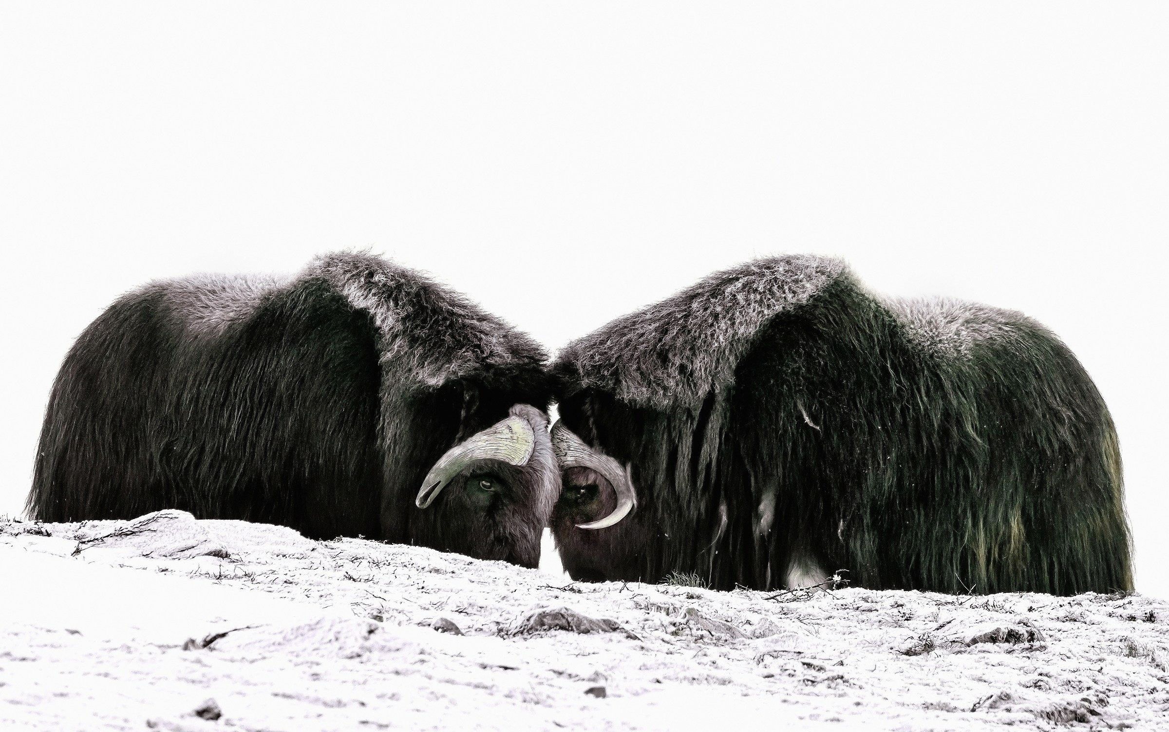 Parco di Dovrefjell 2017 - Musk ox