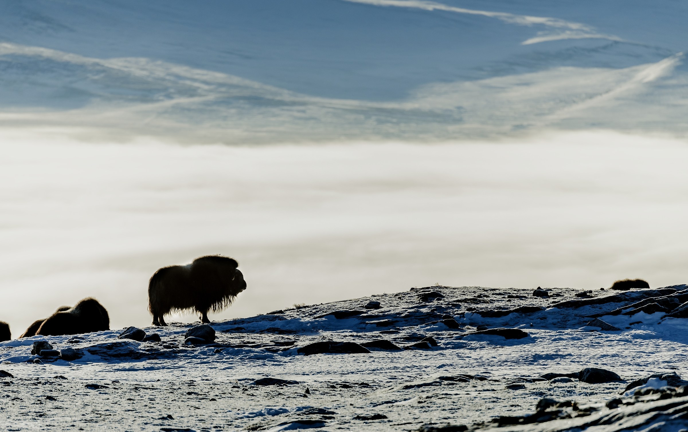 Parco di Dovrefjell 2017 - Il re del parco