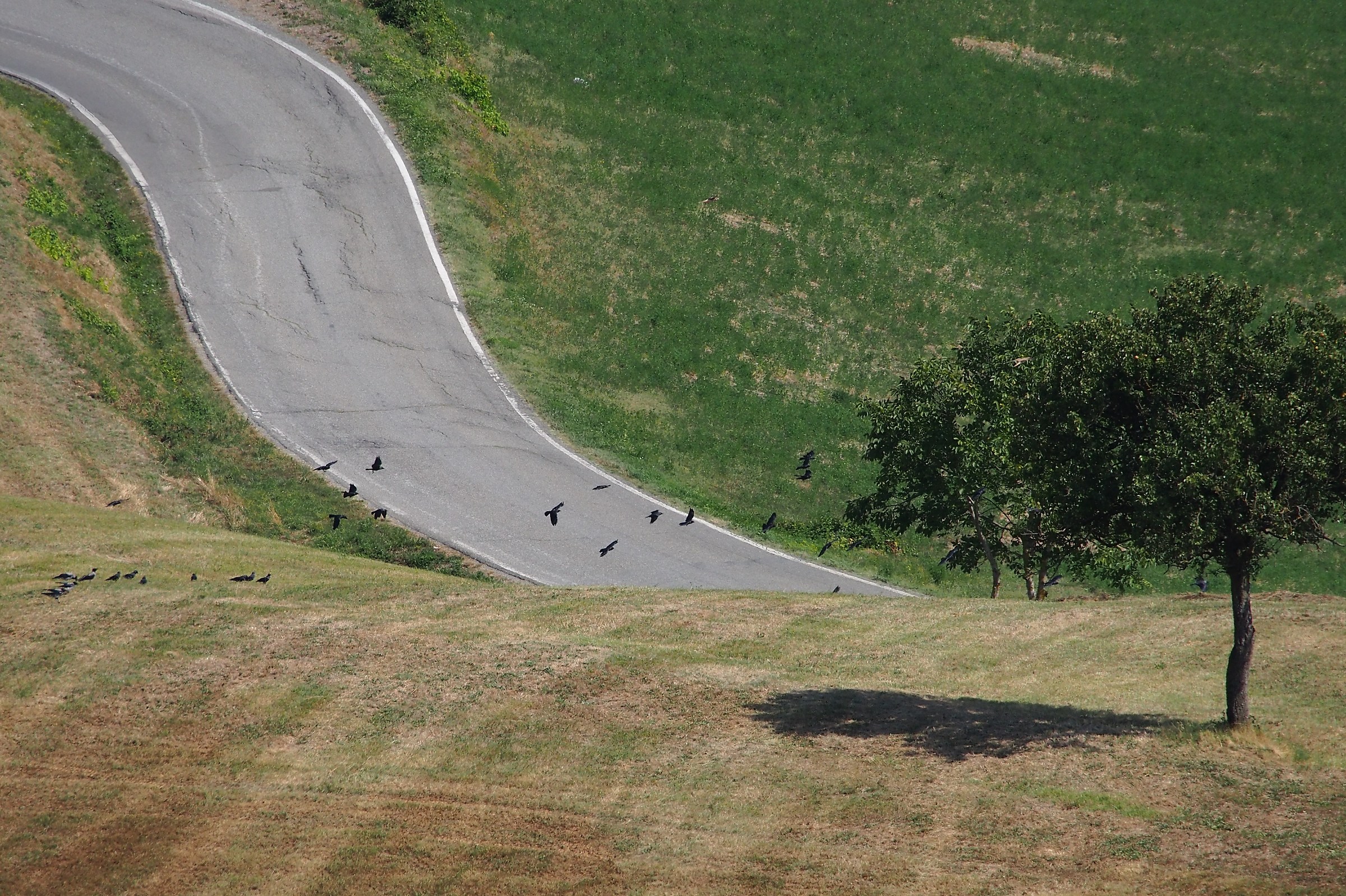 A curve, a shadow and the flight