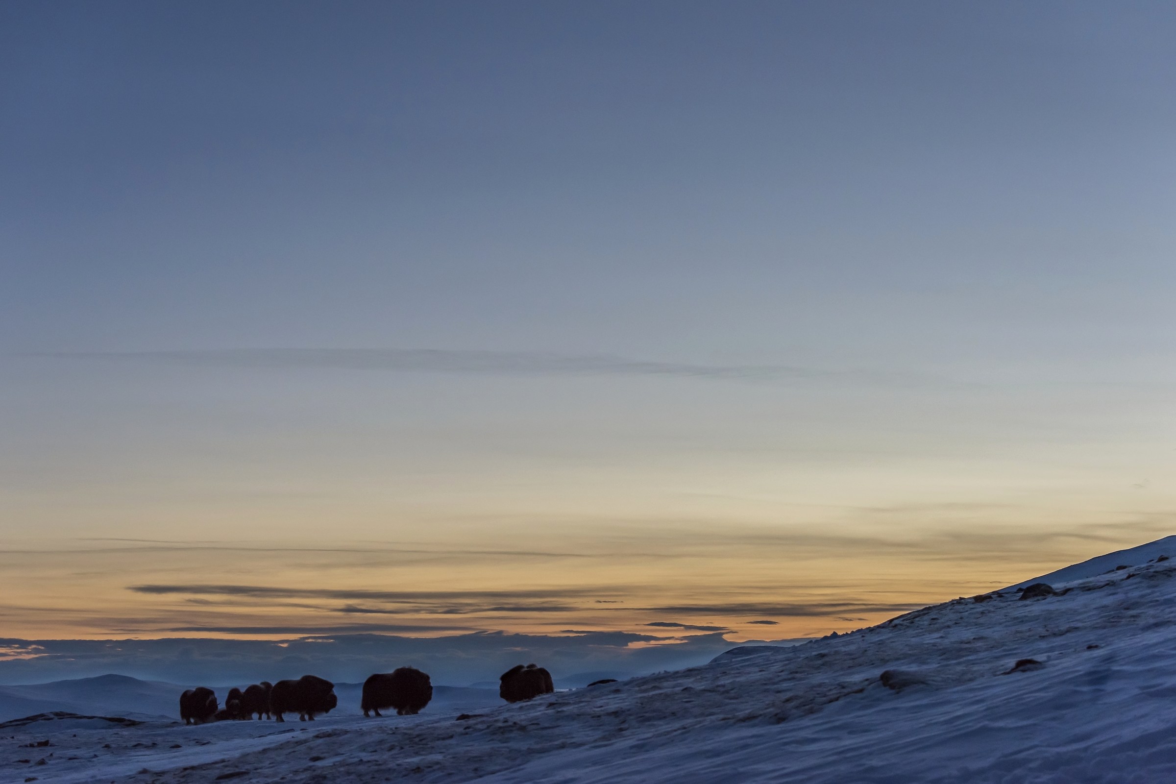 Parco di Dovrefjell 2017 - Tramonto