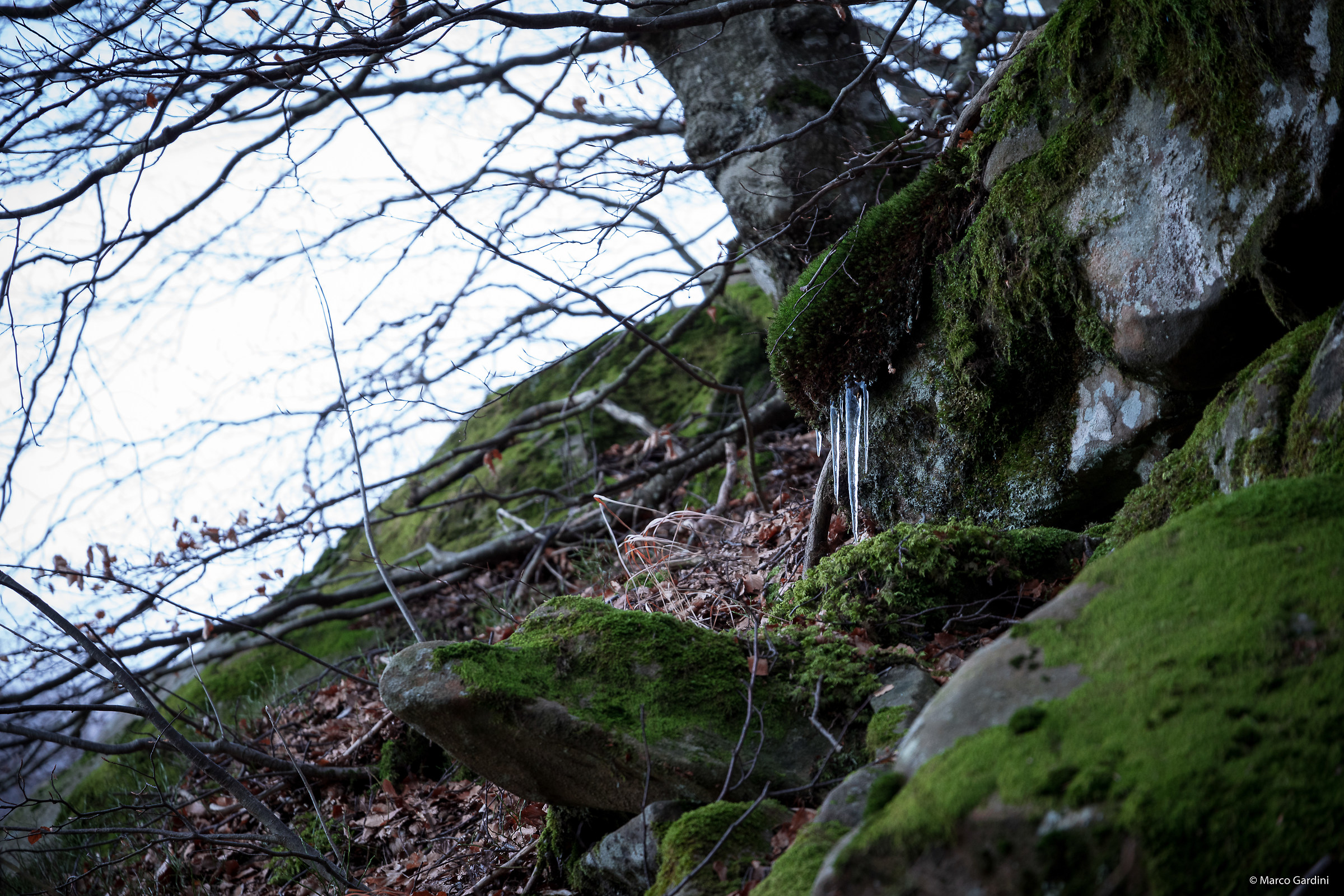 tears from the forest