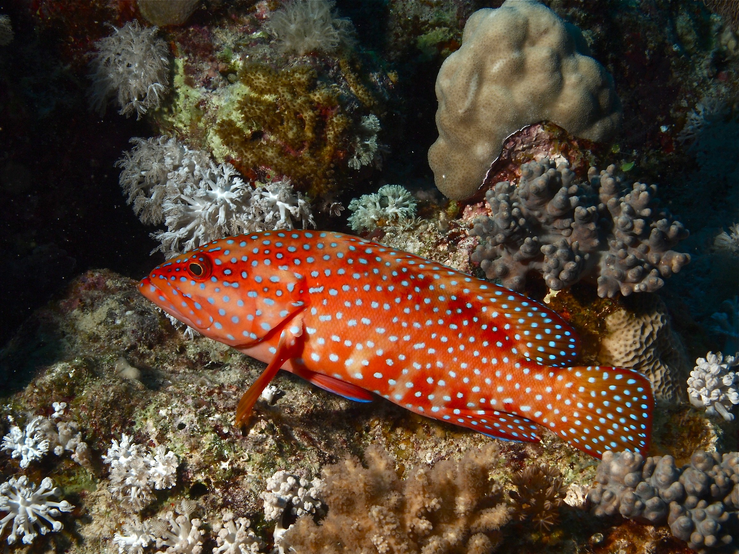 Coral grouper posing