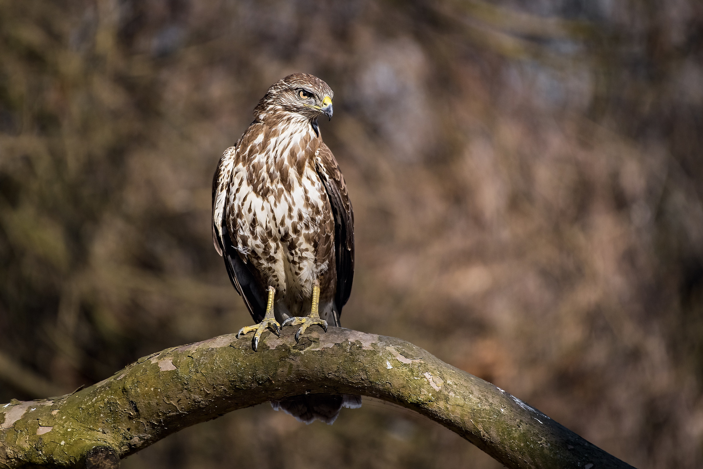 Buzzard