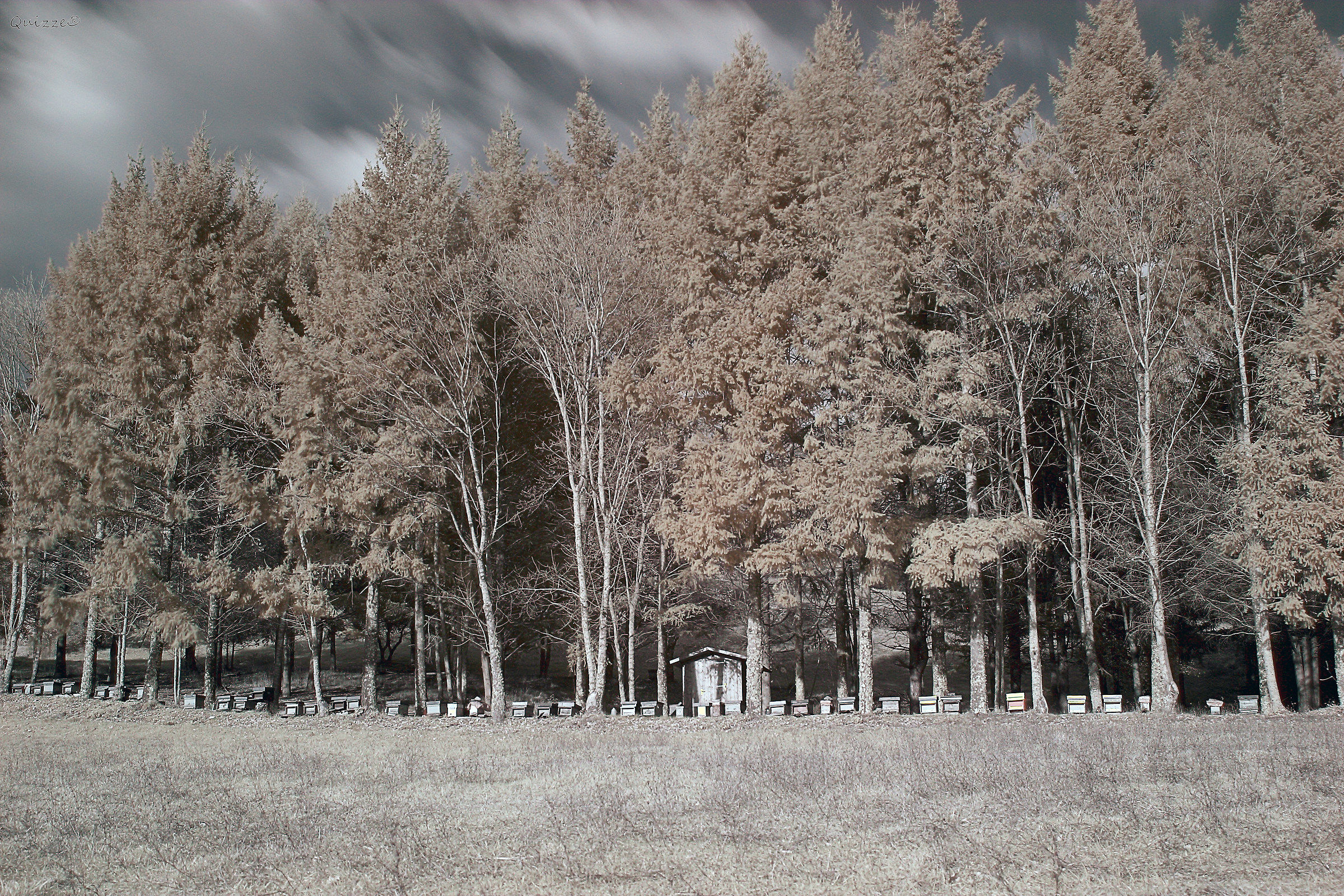 "Casentino Infrared - The houses of the Bees"