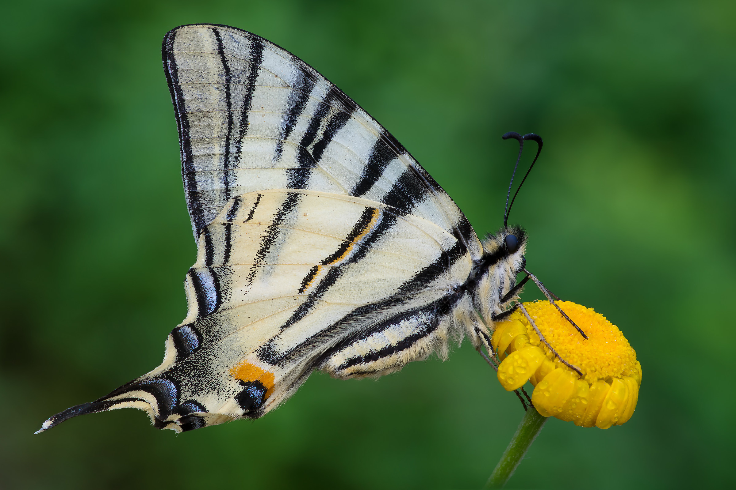 Scarce Swallowtail