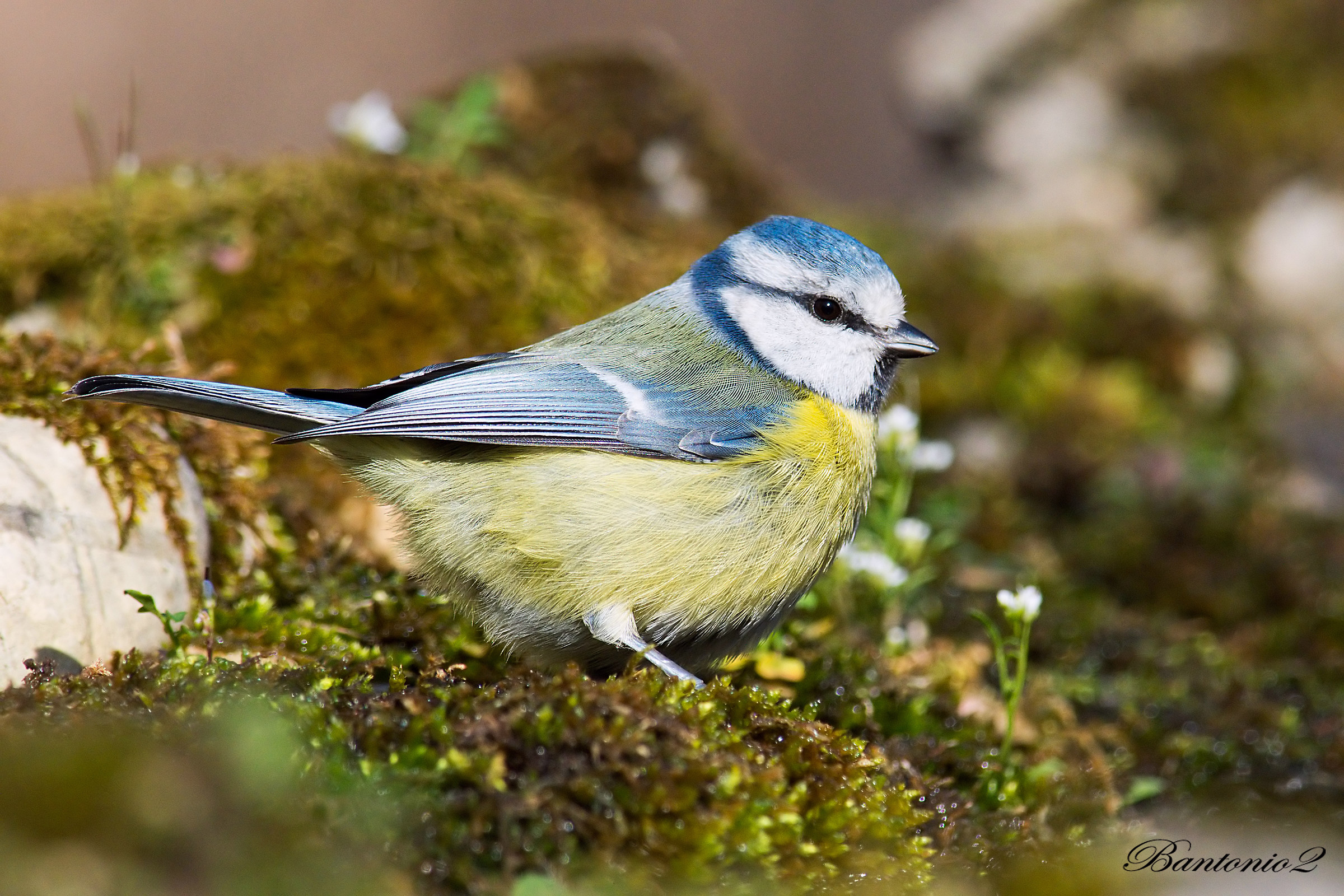 Cinciarella (Parus caeruleus).