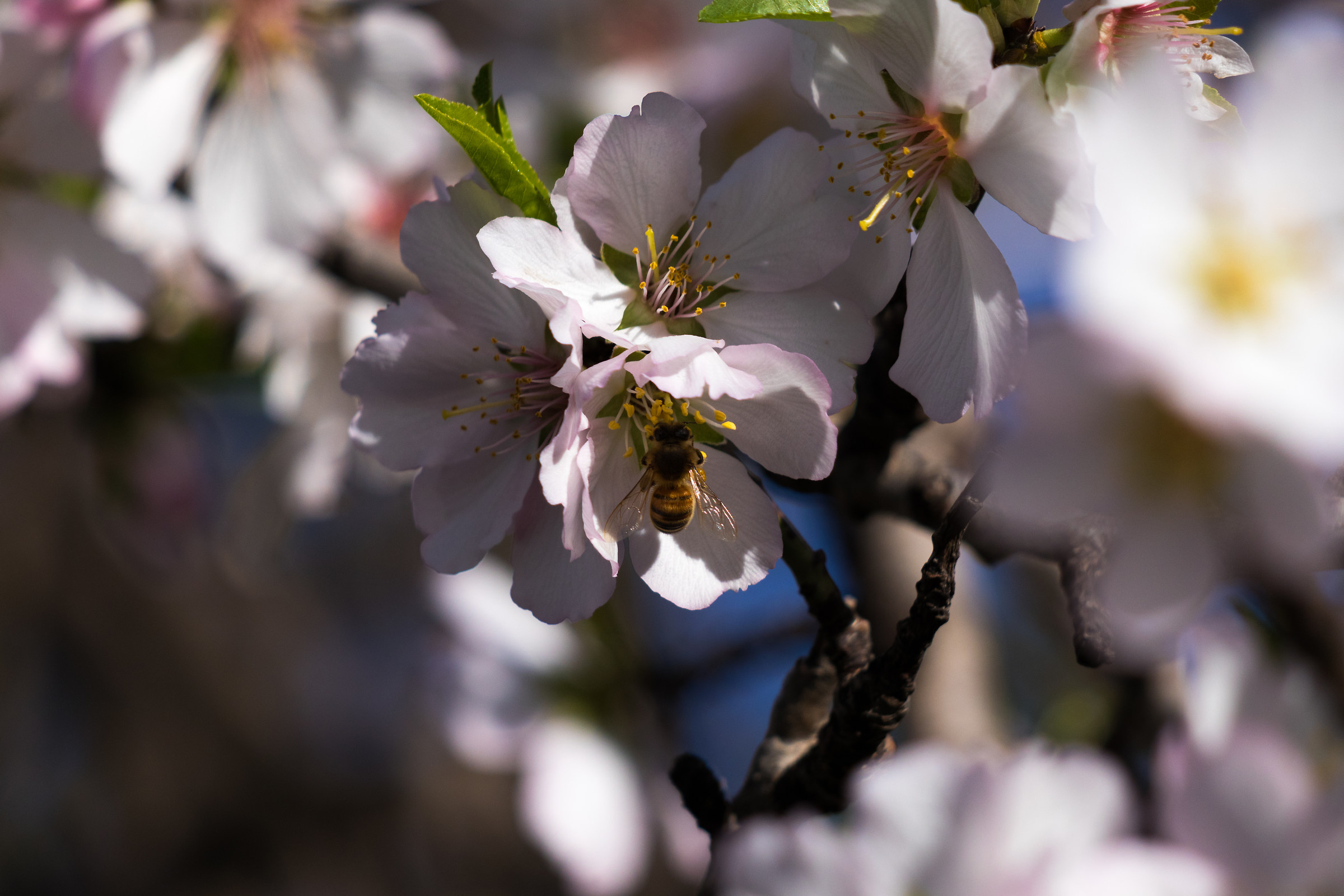 Almond flowers under inspection