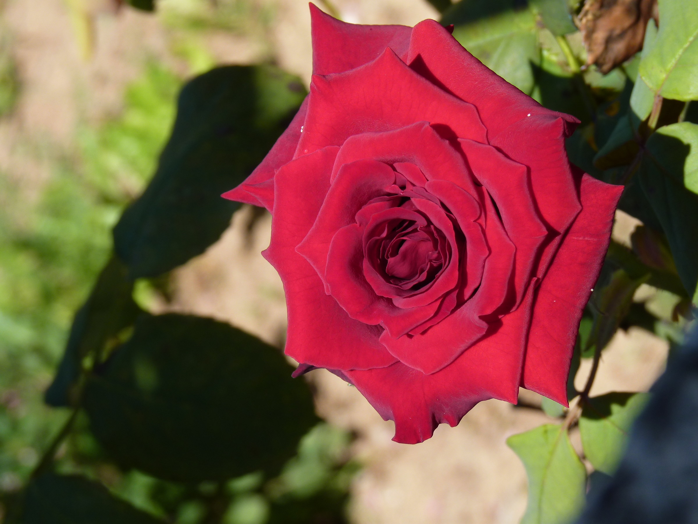 my heart Loredana Paganelli