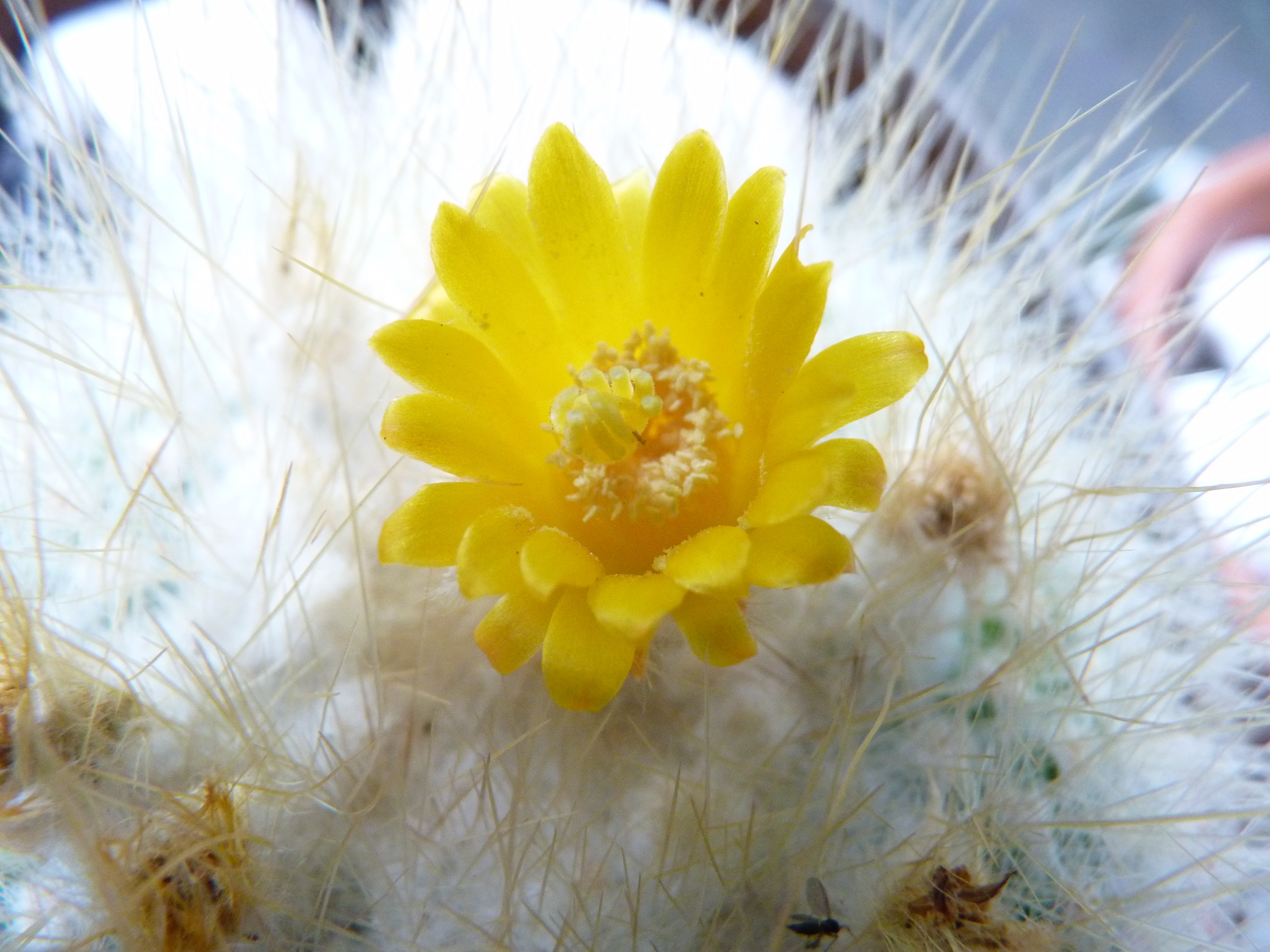 one of my beloved succulents