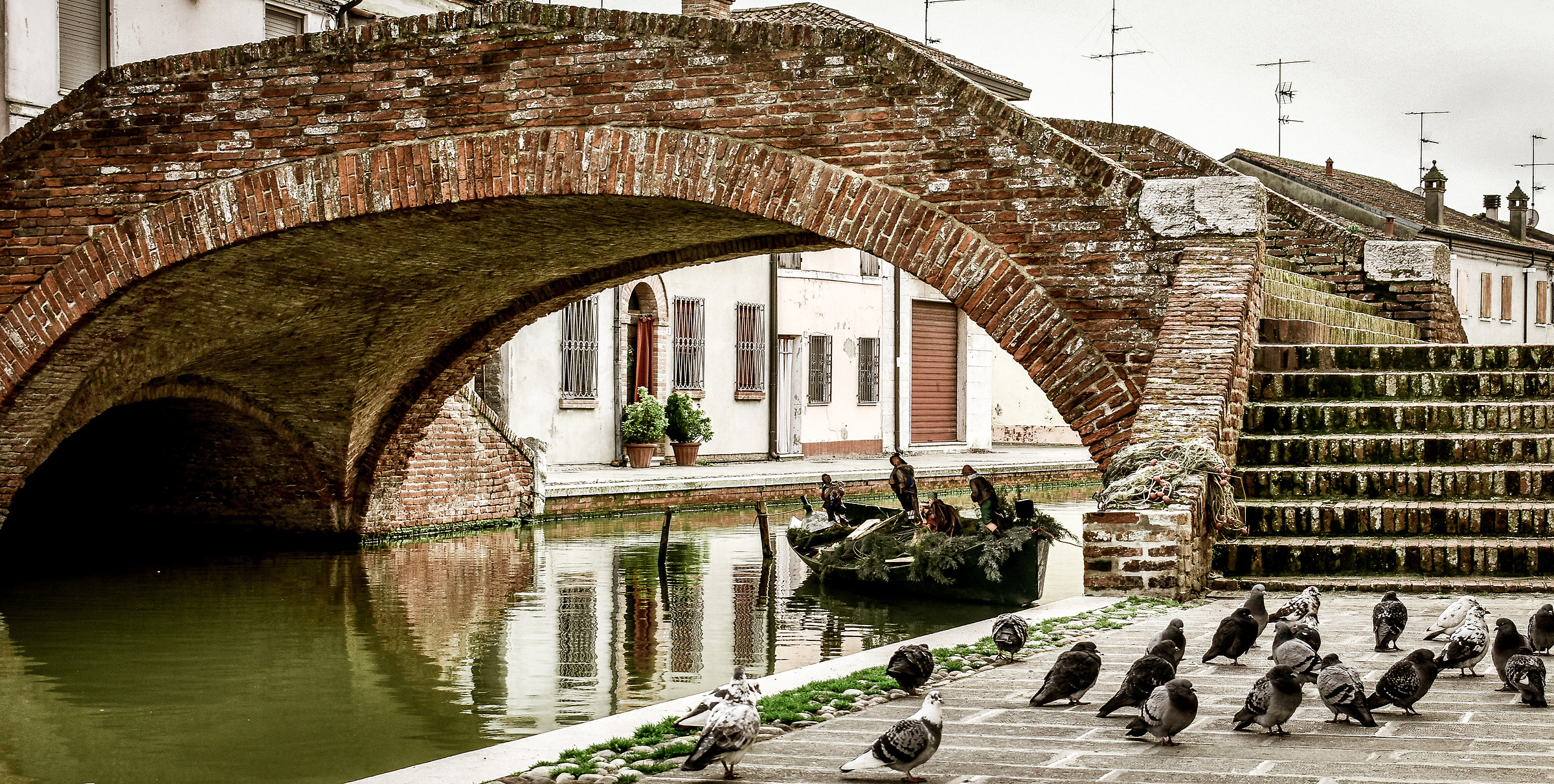 between the bridges pigeons