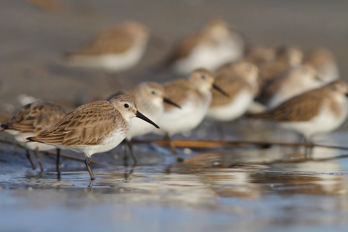 sandpipers