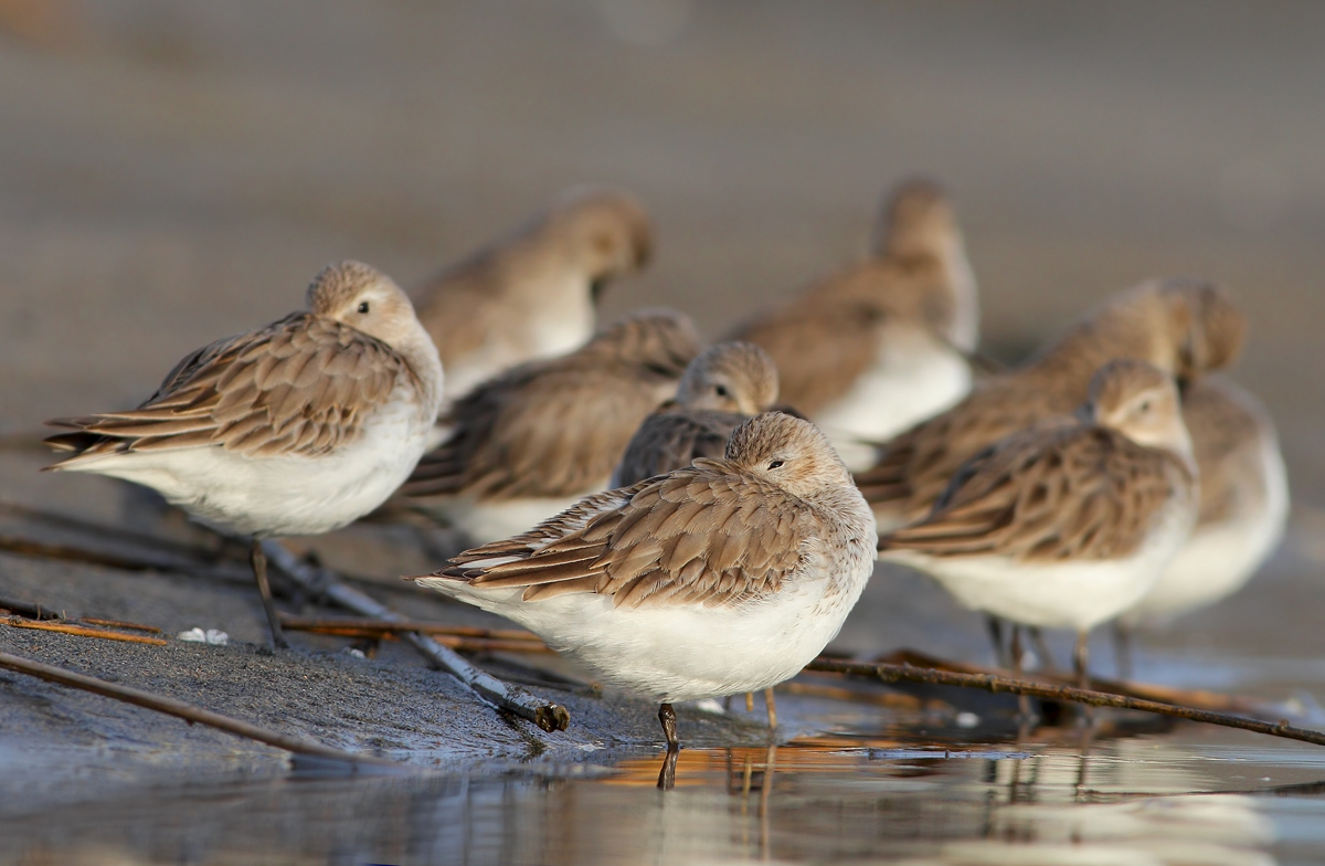 sandpipers