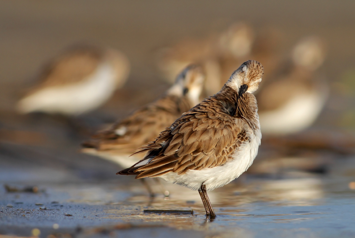 sandpipers