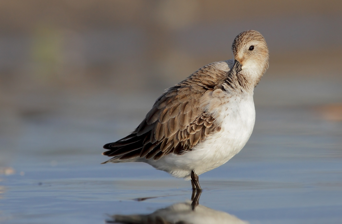 dunlin