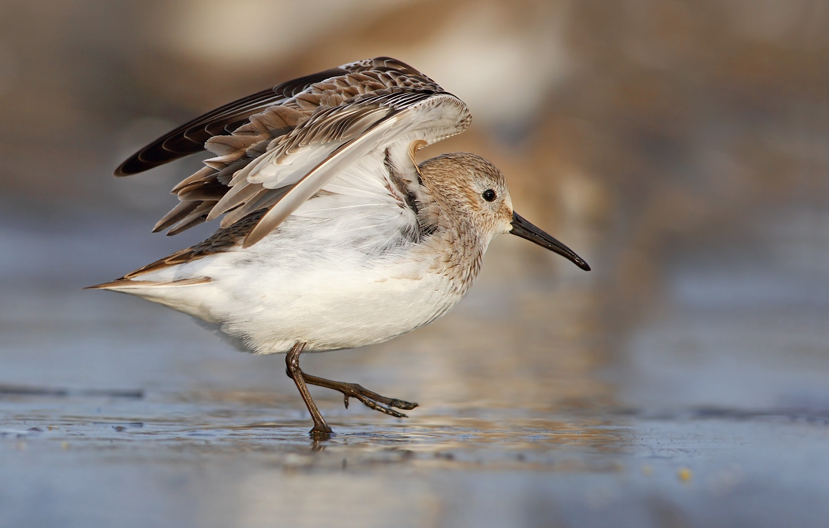 dunlin