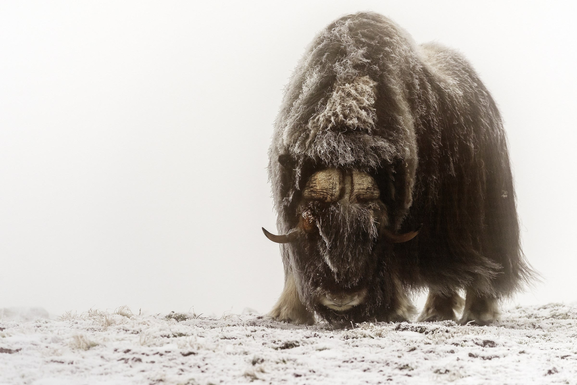 Parco di Dovrefjell 2017 - Tra la nebbia e il gelo