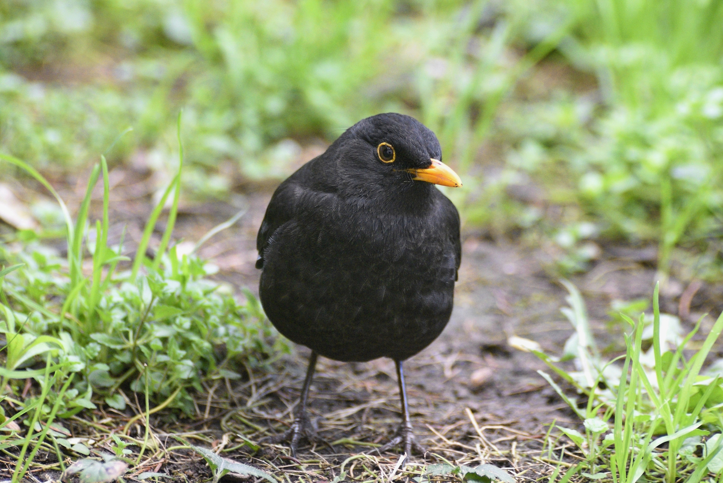 the first blackbird!