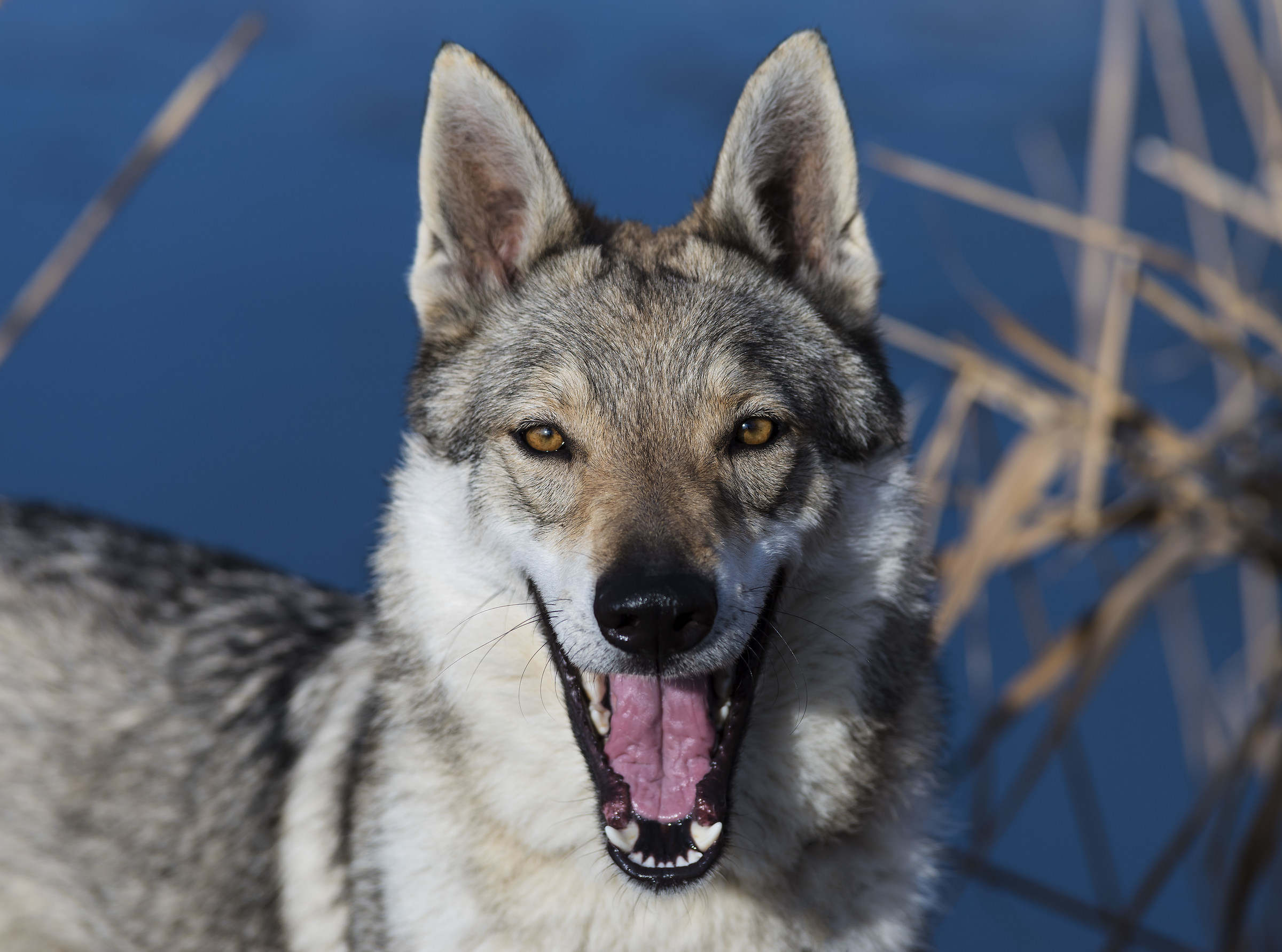 Czechoslovakian wolf