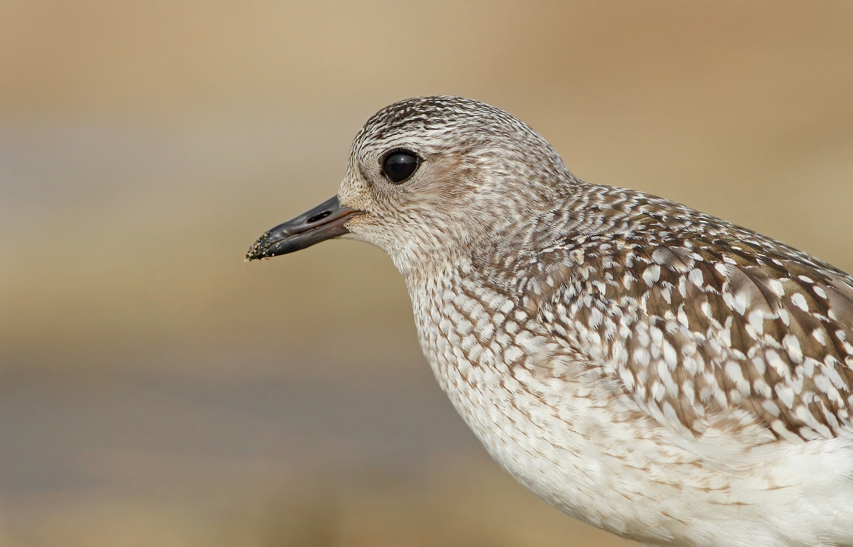 Grey Plover