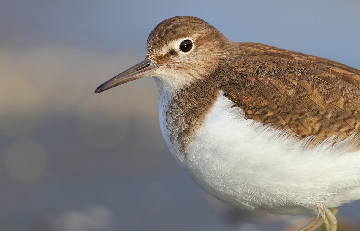 Common Sandpiper