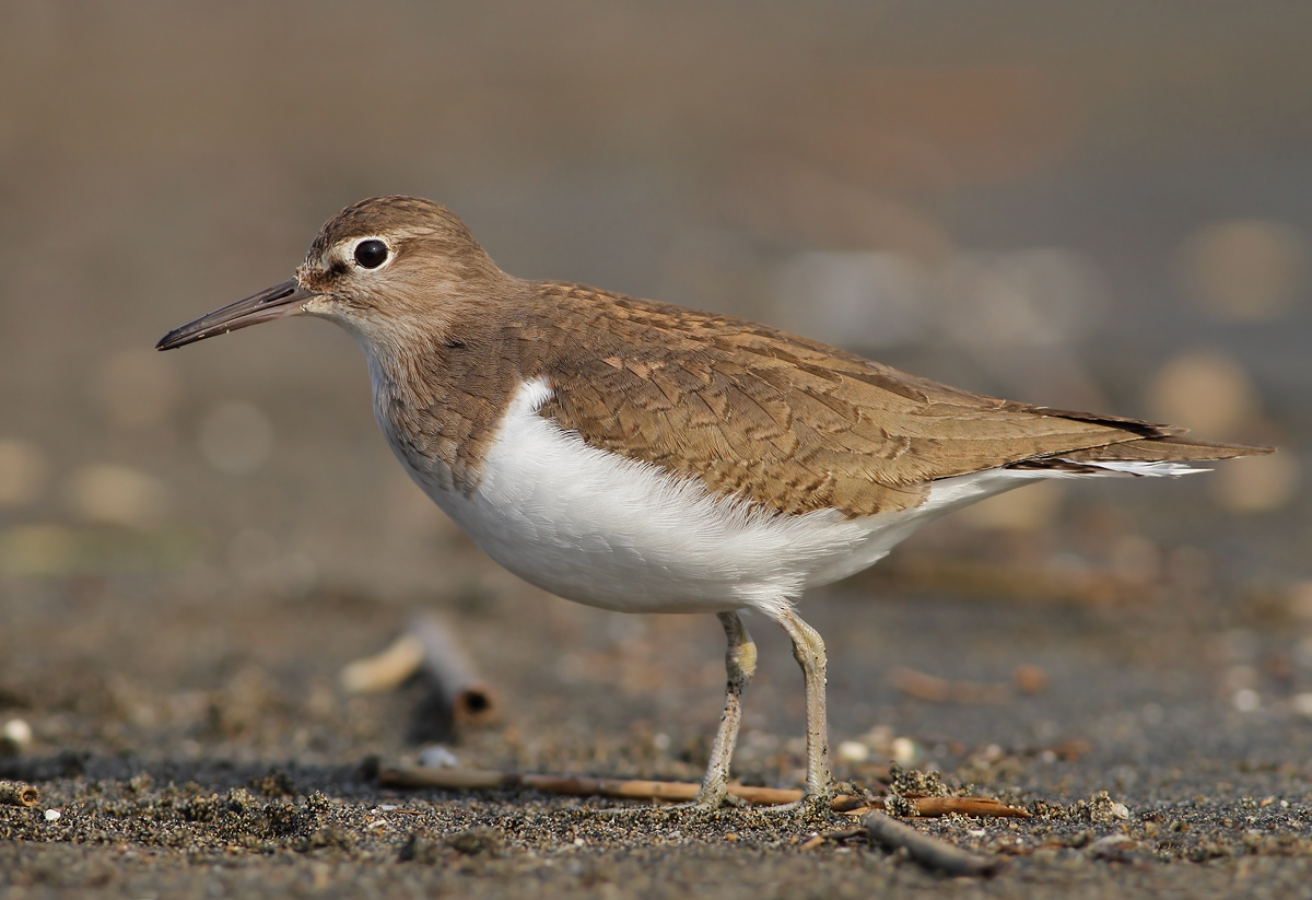 Common Sandpiper