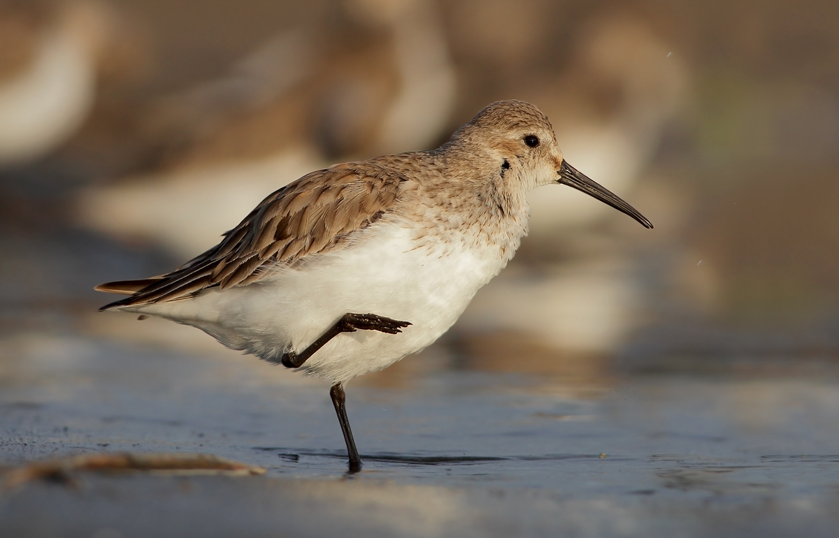dunlin