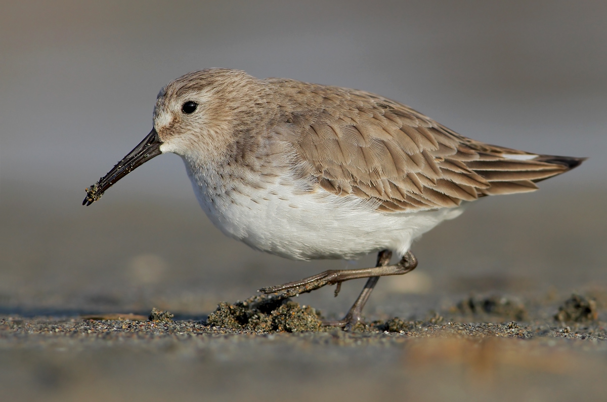 dunlin
