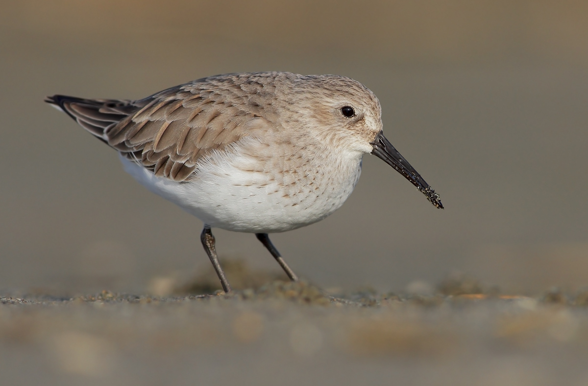 dunlin