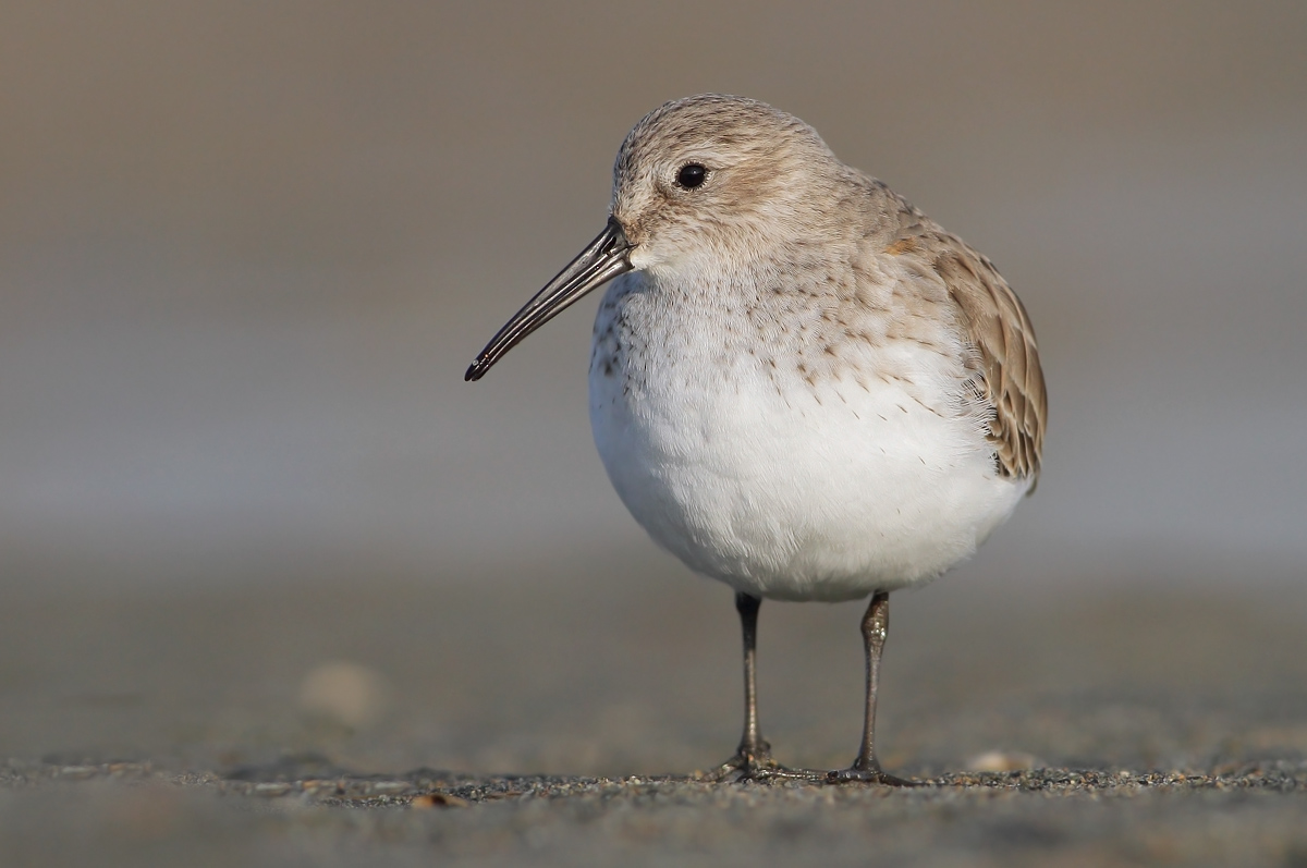 dunlin