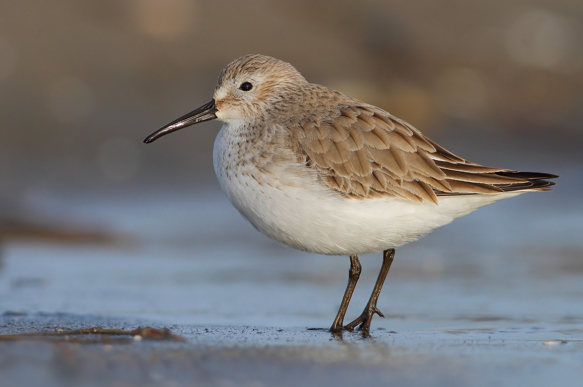 dunlin