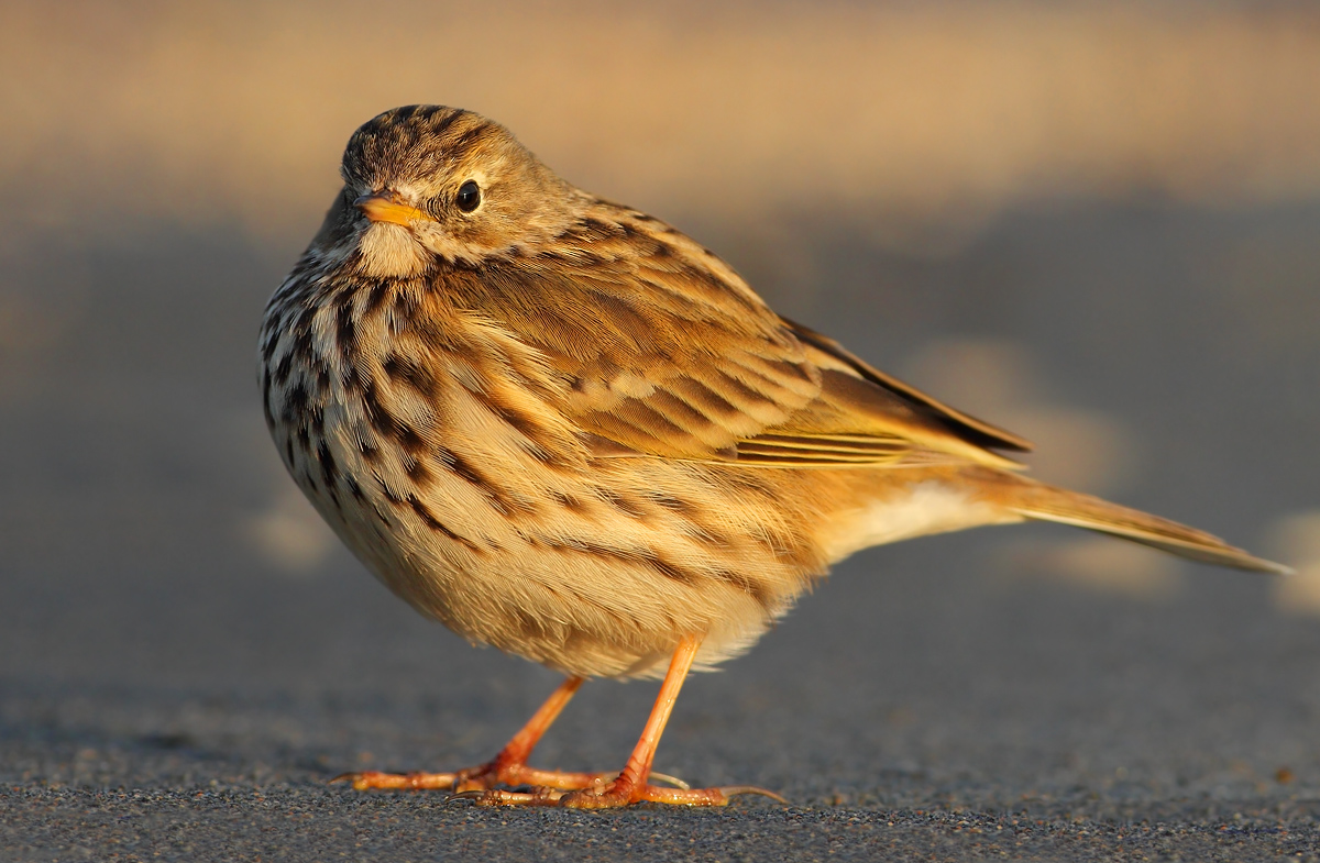 Pipit